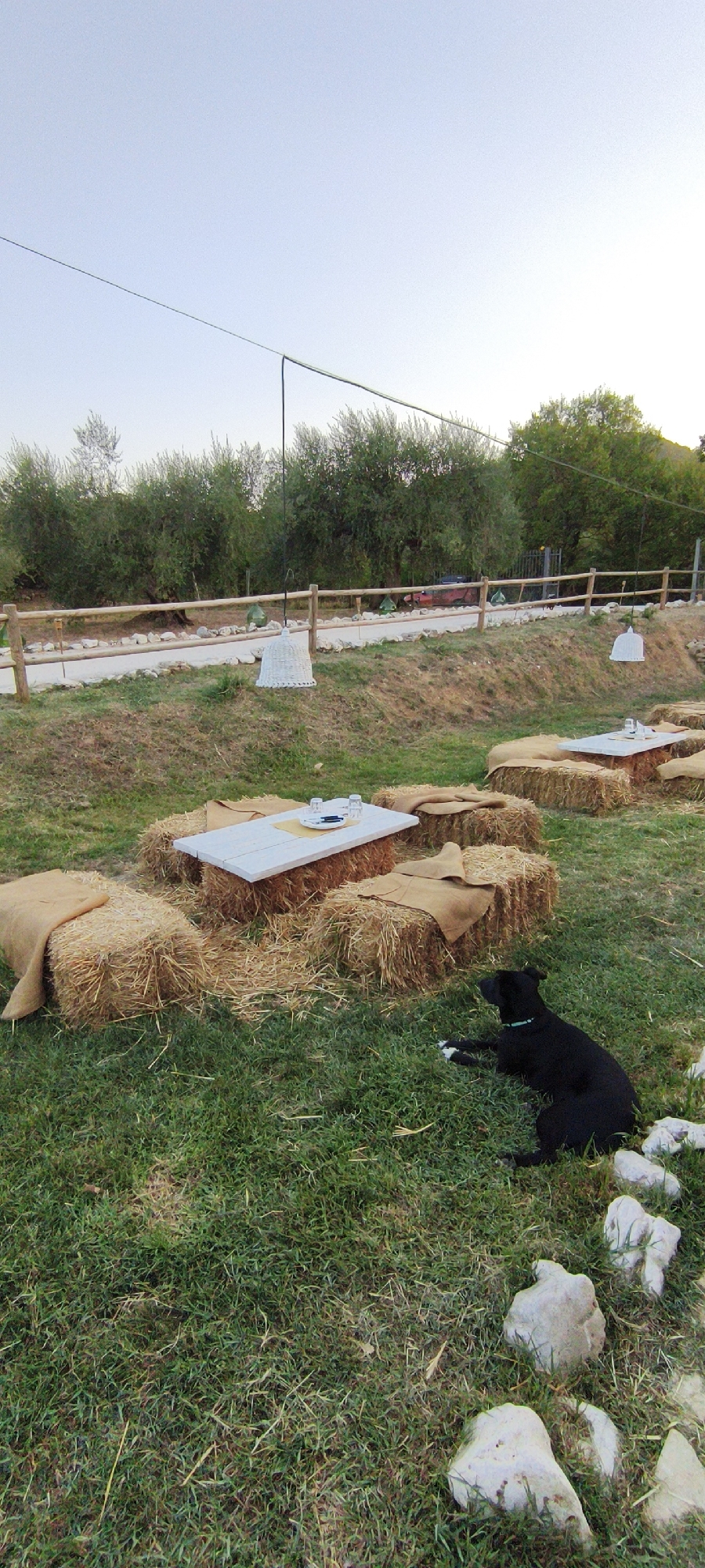 In the city of Buriano, Italy, a black dog lies on green grass near a collection of outdoor seating areas. Each seating area consists of a rectangular white table placed on top of hay bales, with additional hay bales covered in brown fabric arranged around them, serving as seats. Two tables are visible, with one in the foreground set with plates and glasses. In the background, a wooden fence separates the seating area from a dirt path lined with rocks and olive trees. White hanging light fixtures are suspended from wires above the seating areas. The sky is clear and light blue.