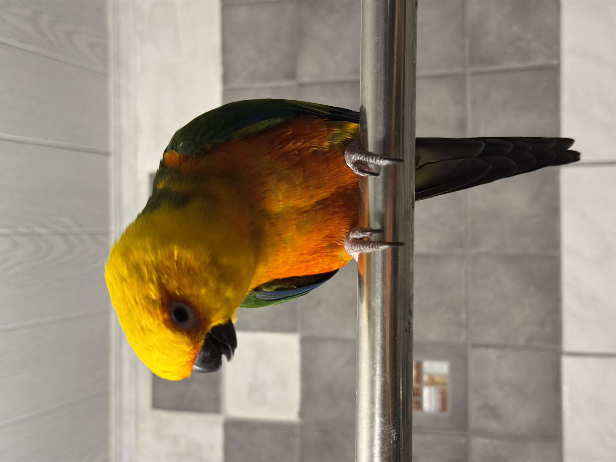 A sun conure parrot clings to a vertical metal pole. The parrot has a yellow head, orange body, and green wings. The bird is positioned upside down with its head pointing towards the lower-left corner of the image. Its feet are gripping the pole. The background consists of tiled walls, one side white with vertical lines and the other gray with a checkered pattern. No specific information about Khimki, Russia is discernible from the image.