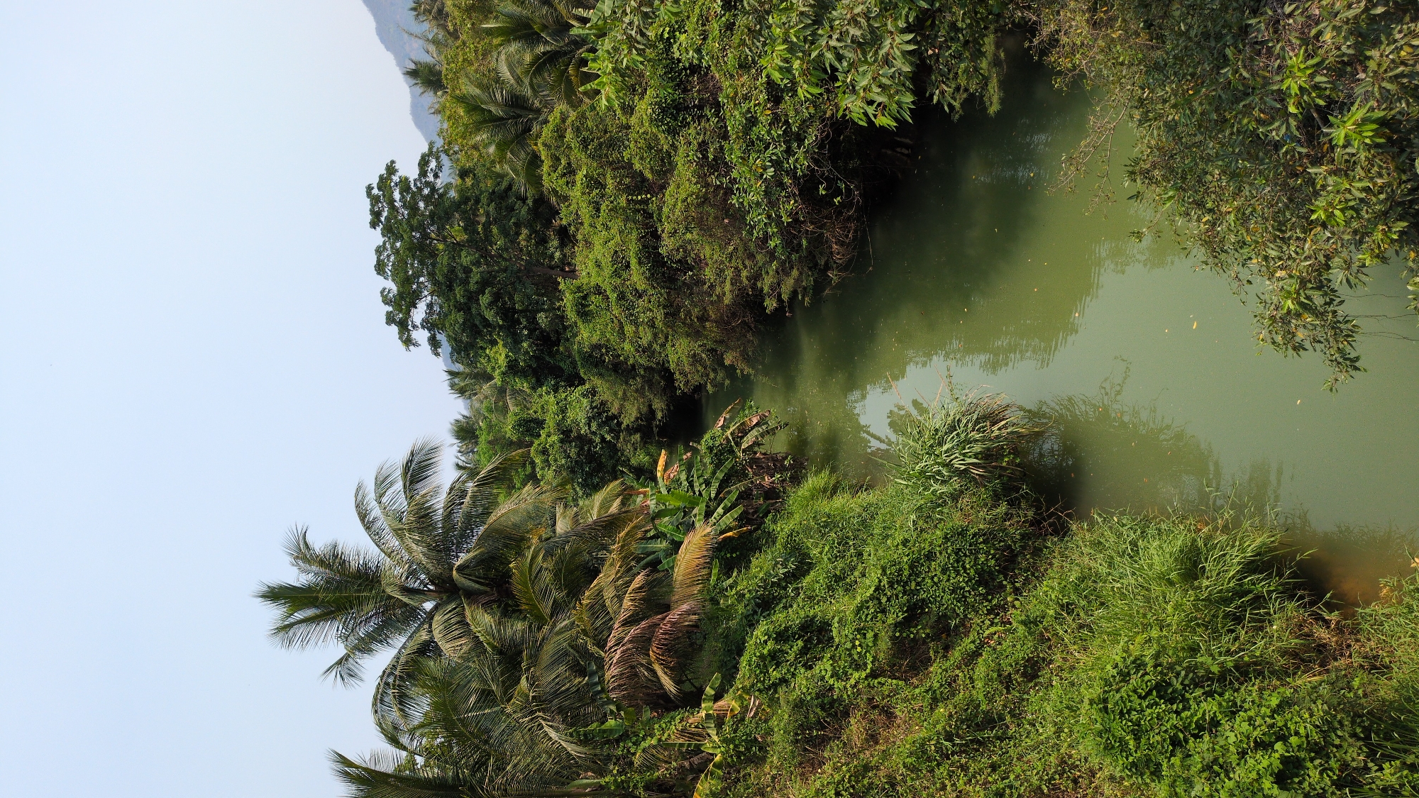 A downward shot shows a narrow river flanked by dense vegetation in Lâm Sơn, Vietnam. The water appears murky green and reflects some of the surrounding foliage. The banks are covered in thick vegetation including palm trees, grasses, and other dense greenery. A hint of a mountain is visible in the upper left. The sky is clear.