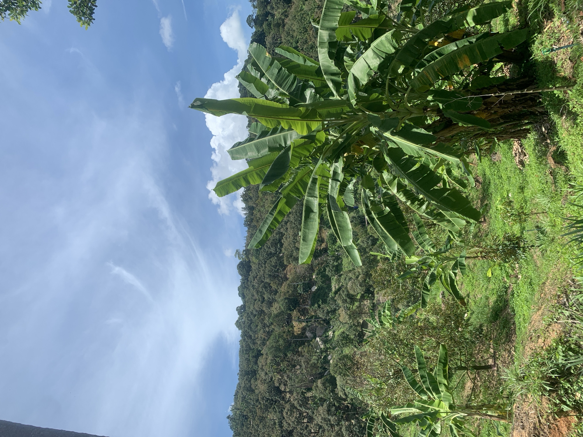 The image depicts a rural landscape in Baan Thurian, Thailand. Lush green vegetation dominates the scene, including banana plants with large, broad leaves. A hillside densely covered with trees forms the backdrop. The sky is blue with scattered clouds. There are no visible people or animals. The scene appears to be a natural environment with cultivated elements, such as the banana plants.
