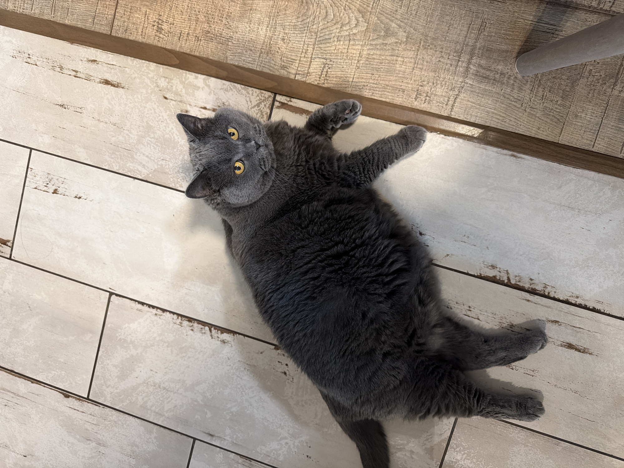A British Shorthair cat with grey fur and yellow eyes lies on a floor composed of light-colored, wood-look tiles and darker wood planks. The cat is positioned in the center of the frame, facing slightly to the right, with its body stretched out. Its left paw is extended forward, and its right paw is resting near its chest. The cat's tail is visible to the left of its body. The lighting in the image suggests an indoor environment, with shadows cast on the floor. The image does not depict any specific location within the city of Шмидтово, Russia, nor does it contain any people or interactions.
