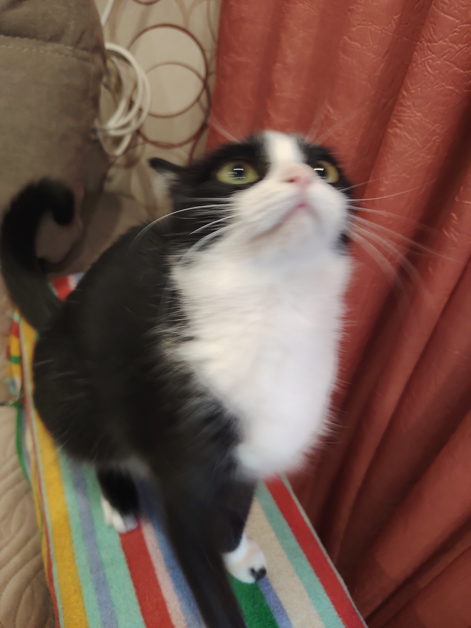 In the city of Unknown, Unknown, a black and white cat is perched on a colorful striped surface, possibly a blanket or mat. The cat is looking upwards with its mouth slightly open and its ears perked. The background consists of draped red curtains and a textured wall with a circular pattern. The lighting appears to be indoor, with a slightly blurred effect on the image.