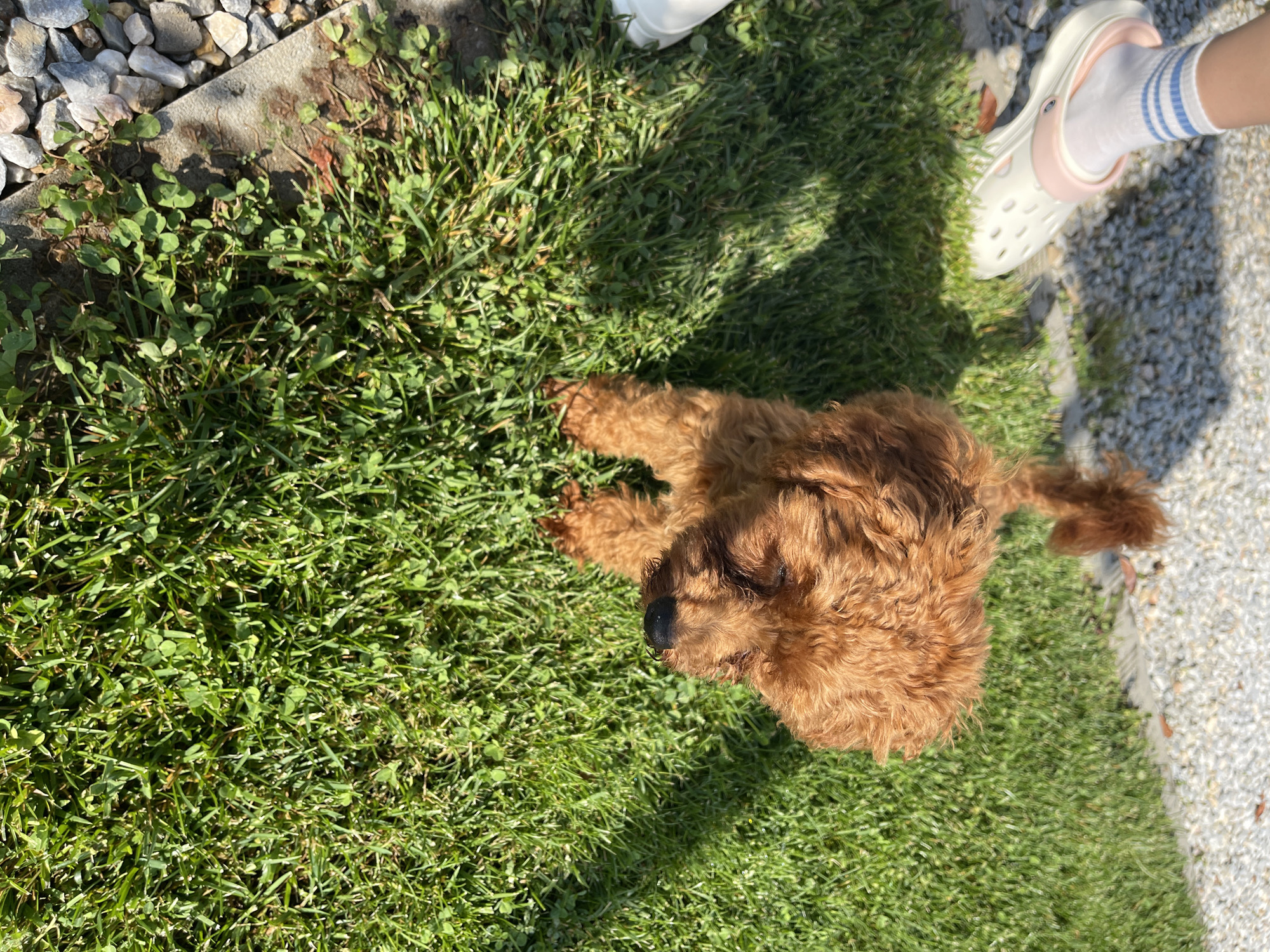 This image, captured in Koprinka, Bulgaria, depicts an outdoor scene featuring a small dog and a human foot. The central subject is a reddish-brown, curly-haired dog, likely a poodle or similar breed, positioned on a patch of bright green grass. The dog's head is angled downwards and slightly to the left, with its eyes appearing partially closed or shaded. Its black nose is visible, and the fur around its snout and eyes shows some matting. The dog's bushy tail is curved upwards in the background.
In the upper-left quadrant, a human left foot is visible, wearing a white sock with two thin blue horizontal stripes and a cream-colored, open-back slip-on shoe with a pink trim and multiple ventilation holes. The foot is situated at the edge of a light-colored gravel area, which extends into the background.
The ground consists primarily of vibrant green grass, interspersed with clover, covering the majority of the frame. A narrow, light grey concrete or paved edge separates the grass from the gravel in the lower-left corner. The scene is brightly illuminated by direct sunlight, casting distinct shadows from the subjects and foliage onto the grass.