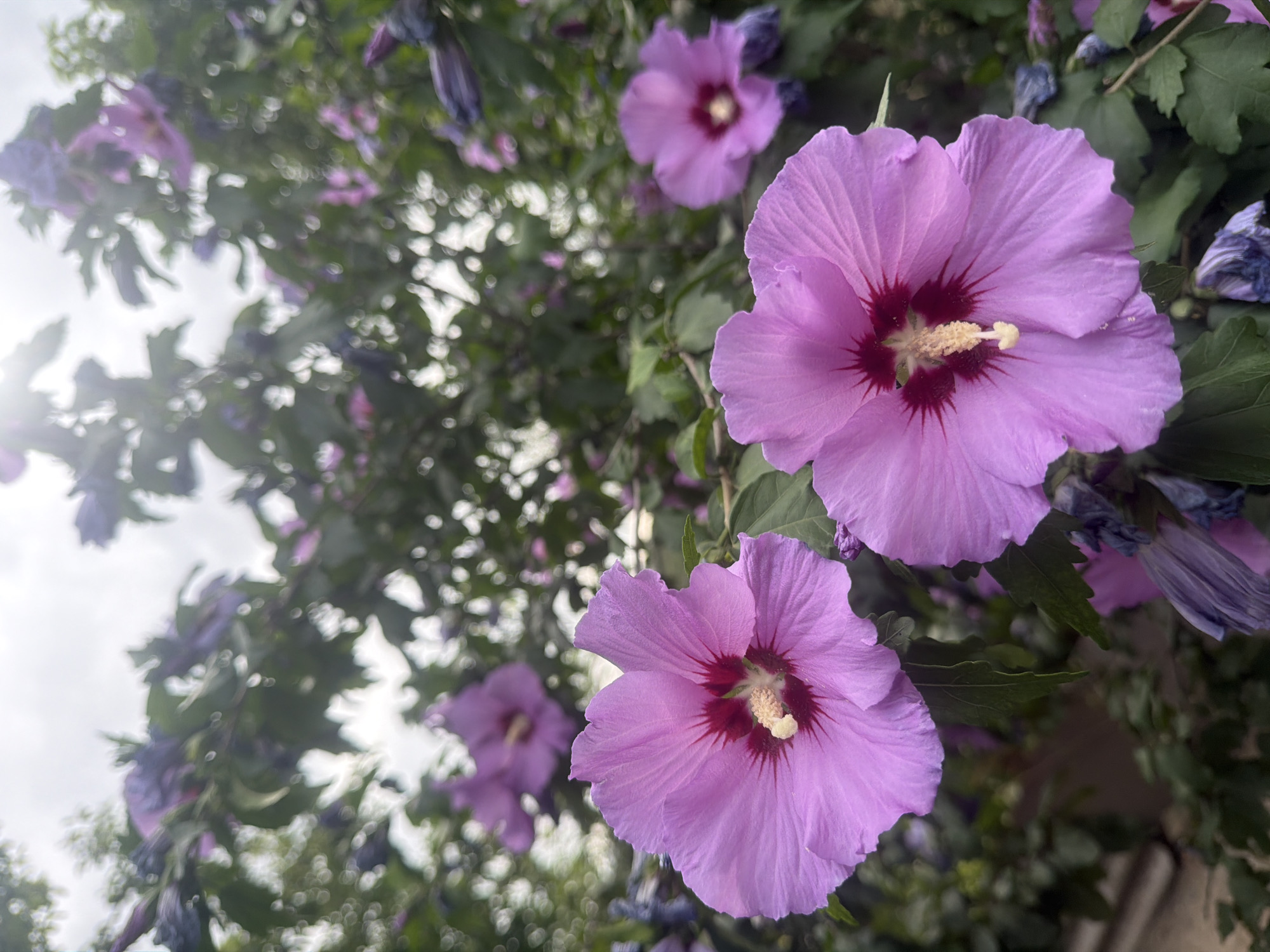 A close-up, vertical shot captures a cluster of vibrant pink hibiscus flowers in full bloom, set against a backdrop of green foliage and a cloudy sky. In the foreground, two large hibiscus flowers dominate the frame, their delicate petals unfurling to reveal a deep crimson center and a prominent stamen tipped with yellow. A third, slightly more distant flower, also in bloom, is visible to the right. The background is a soft blur of more flowers, leaves, and buds, with a hint of a building structure visible at the bottom left. The overall impression is one of natural beauty and vibrant life.