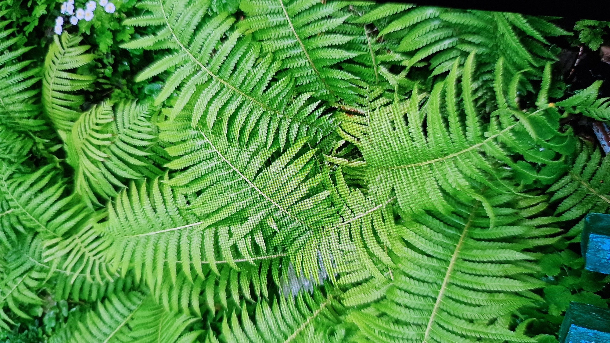 The image displays a close-up, top-down view of lush, green fern fronds. The ferns are densely packed, creating a textured canopy with various shades of green due to the lighting and the natural variation in the leaves. The fronds are unfurling and overlapping, with some appearing to be older and slightly darker than the newer growth. In the upper right portion of the image, a few small, delicate white flowers with light purple centers are visible, interspersed among the greenery, suggesting they are growing in the same environment. The lower left corner shows a sliver of a bright blue, possibly wooden, object, which appears to be a fence or border. The overall environment is natural and verdant, characteristic of a shaded garden or woodland area. There are no people visible in the image. The setting could be a garden in Kostanay, Kazakhstan, given the presence of natural flora.