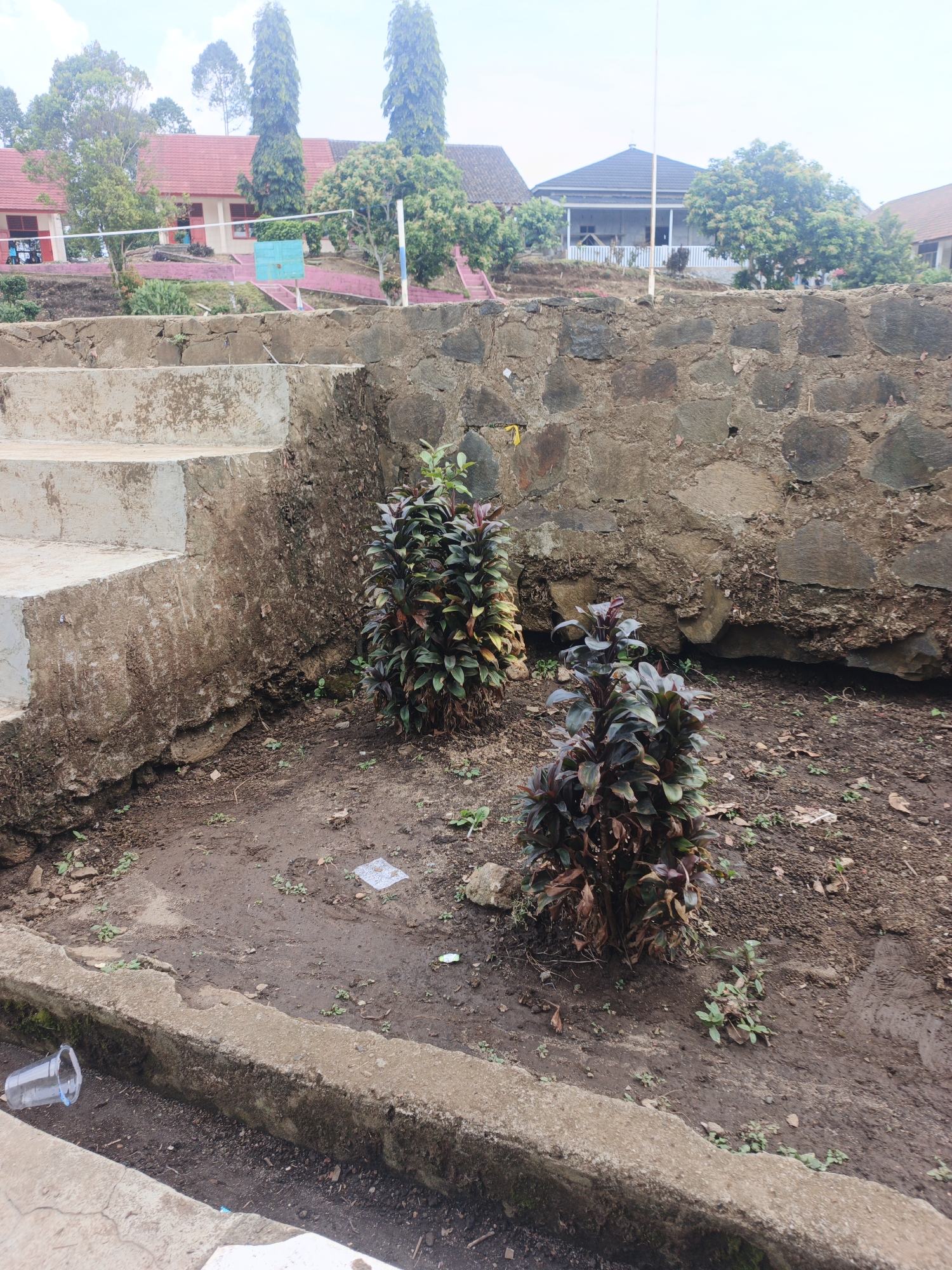 The image shows a view of a park or garden area in Tanjung Setia, Indonesia. In the foreground, there are two ornamental plants with dark green and reddish-purple leaves. They are planted in an area with loose, dark soil and some scattered leaves and debris. To the left, a concrete structure with steps is visible, showing signs of wear and dirt. To the right, a rough stone wall forms a backdrop, constructed with large, irregular stones. In the background, a school building with a red roof and light-colored walls is visible, along with trees and other vegetation. A basketball hoop with a blue backboard is also present in the distance. The sky is overcast. There are no people visible in the image.