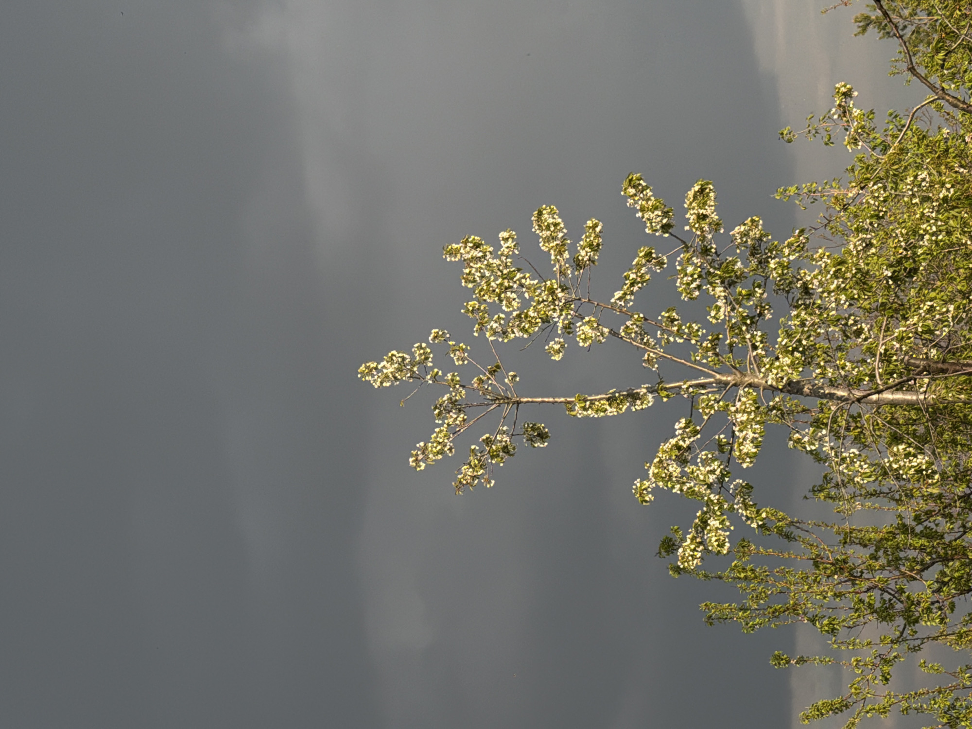 A low-angle shot depicts a tree branch laden with white blossoms against a backdrop of a gray, overcast sky. The location is Kamyshin, Russia.