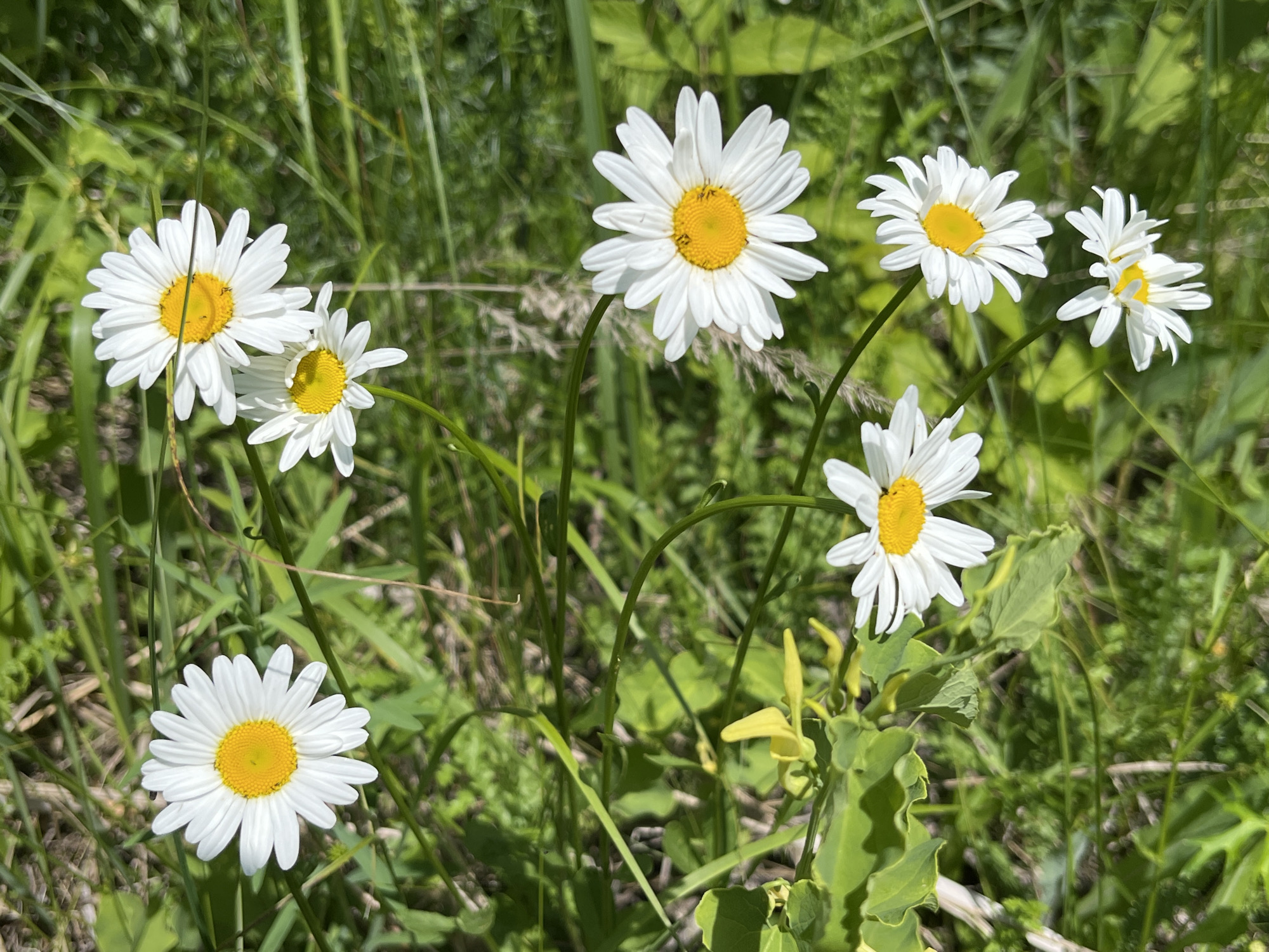 In a sun-dappled meadow, a cluster of white daisies with bright yellow centers dots the landscape. The flowers, with their delicate petals, rise from a bed of lush green grass and foliage. The background is a soft blur of green, suggesting a natural, untamed environment. The image captures a moment of natural beauty, undisturbed and serene, evoking a sense of peace and simplicity.