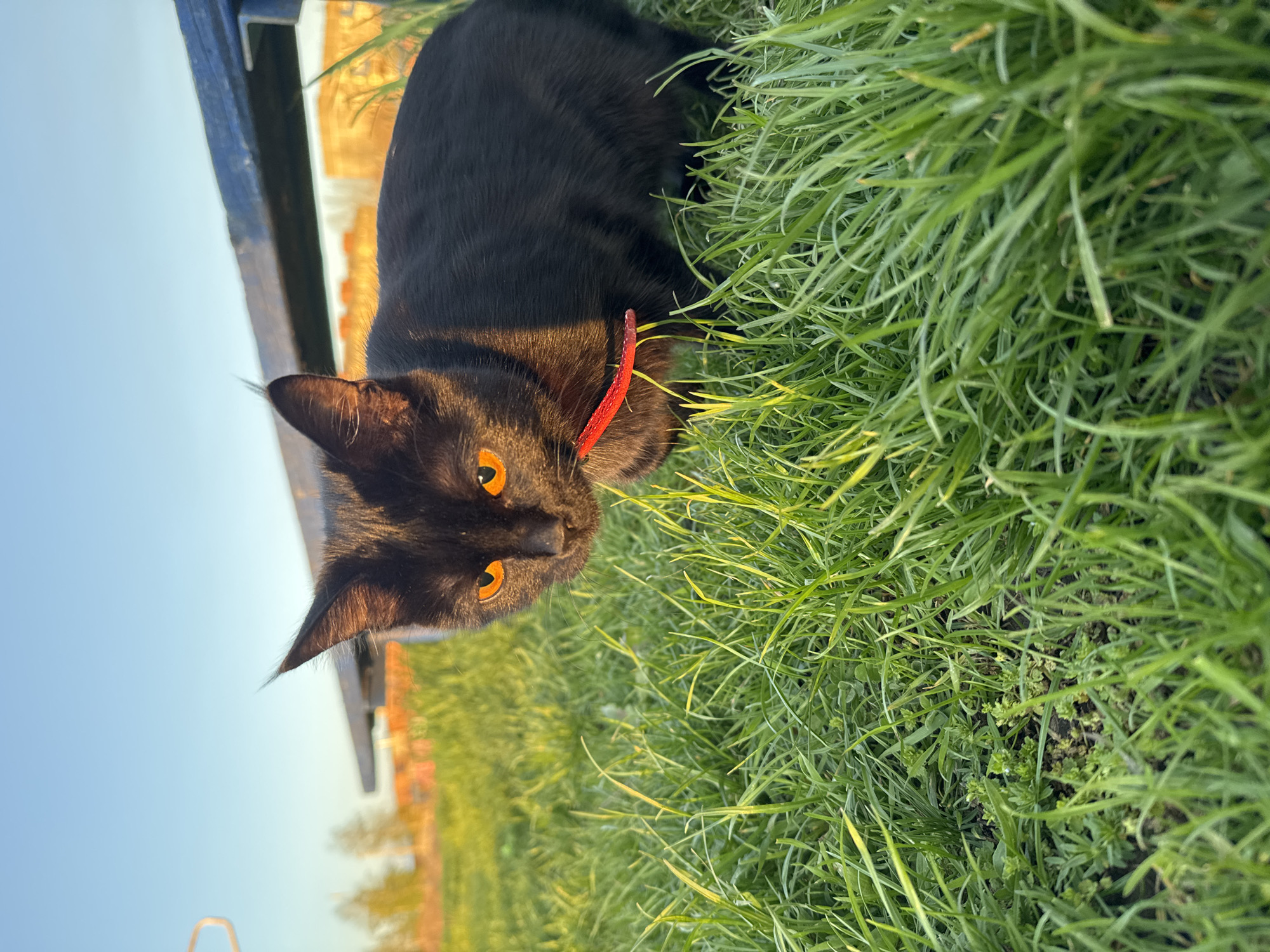 An image captured in natural light features a striking black cat with brilliant orange eyes, wearing a red collar, positioned in lush green grass. The cat is the central focus, looking directly at the viewer with an alert and curious expression. Its dark fur shows warm brown and reddish undertones where the sunlight catches it, particularly on its head, ears, and back, suggesting the late afternoon or early evening hours.
The cat is situated amidst tall, vibrant green grass that fills a significant portion of the frame, hinting at an outdoor setting like a garden or yard. In the upper left corner, a partial view of a blue, structural element, possibly a bench or fence, is visible. Beyond that, a clear, light blue sky dominates, with a hint of a distant, lighter-colored building or structure on the horizon, partially obscured by the blue structure. The lighting is warm and directional, creating highlights on the grass blades and the cat's fur, contributing to a serene and inviting atmosphere. There is no visible text in the image.