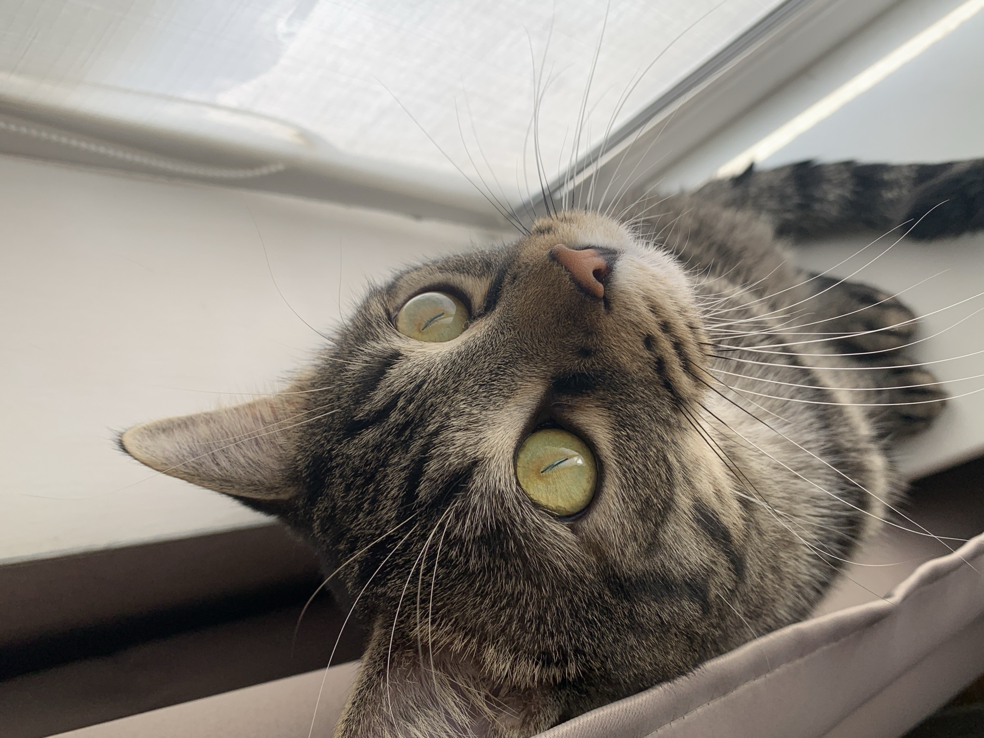 A close-up, low-angle shot captures a tabby cat lying down, looking upwards with an alert and curious expression. The cat's head is tilted, and its striking green-yellow eyes, with their characteristic vertical pupils, dominate the frame. Its pink nose and long, prominent white whiskers are clearly visible, fanning out from its face. The fur displays a classic tabby pattern of brown and grey stripes and spots.
The cat appears to be positioned near a window, with a bright white surface, likely a window sill or frame, visible in the upper background. Strong, natural light illuminates the scene from above and behind the cat, suggesting daytime. Part of its body extends into the background, and a soft, light-colored fabric, possibly a bed or blanket, is visible in the lower foreground, suggesting a comfortable resting spot. No text is visible in the image.
