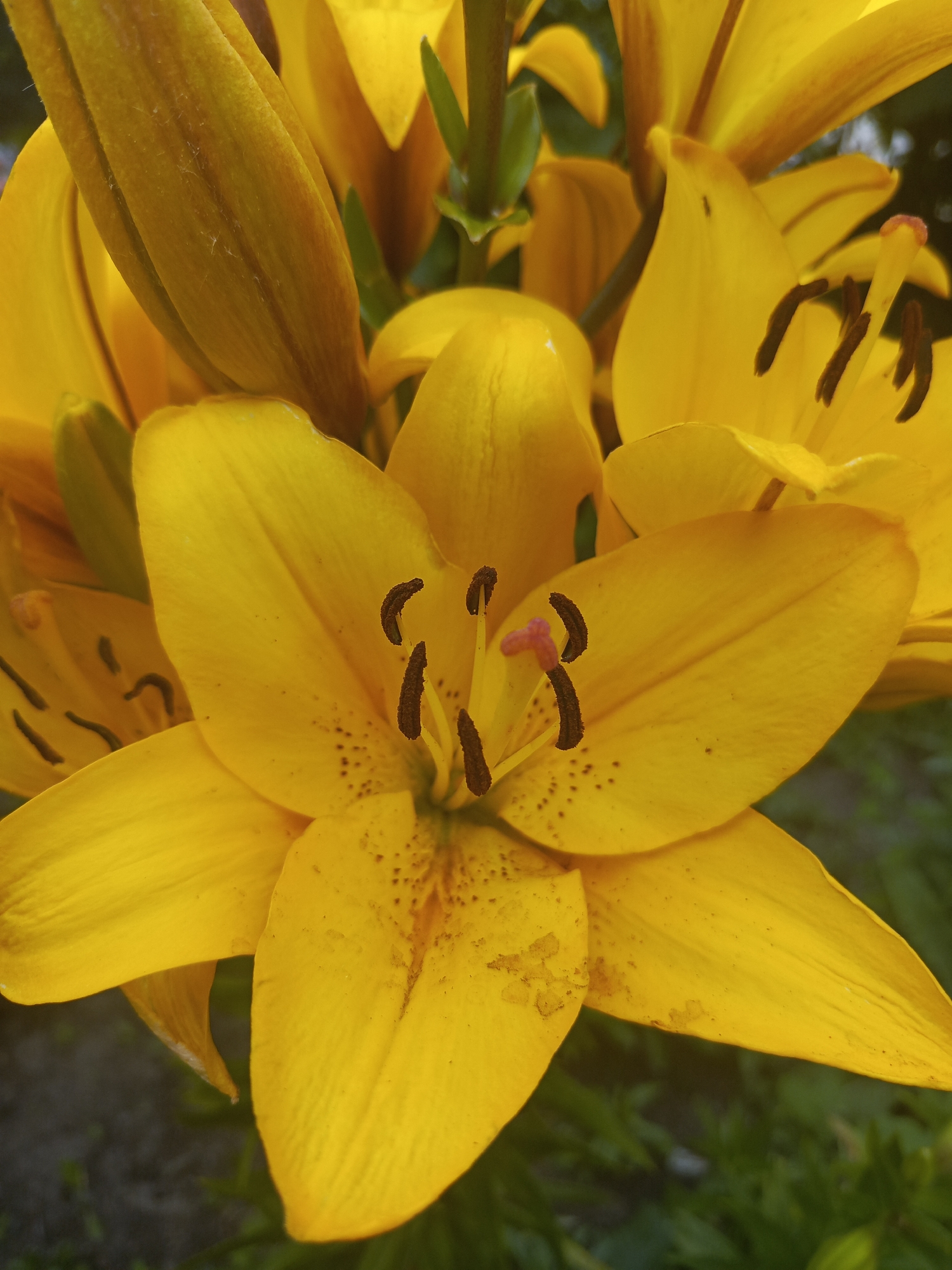 A close-up, eye-level shot captures several bright yellow lilies in full bloom. The flowers are the primary subjects, filling most of the frame. The petals are vibrant and unfurled, revealing dark brown stamens and a hint of a pink pistil at the center of the most prominent lily. Some petals have subtle brown speckles. The background is a soft blur of green foliage and dark earth, suggesting an outdoor garden setting. The lighting is natural and appears to be daylight. The scene is located in Samoylovka, Russia. No people are present in the image.