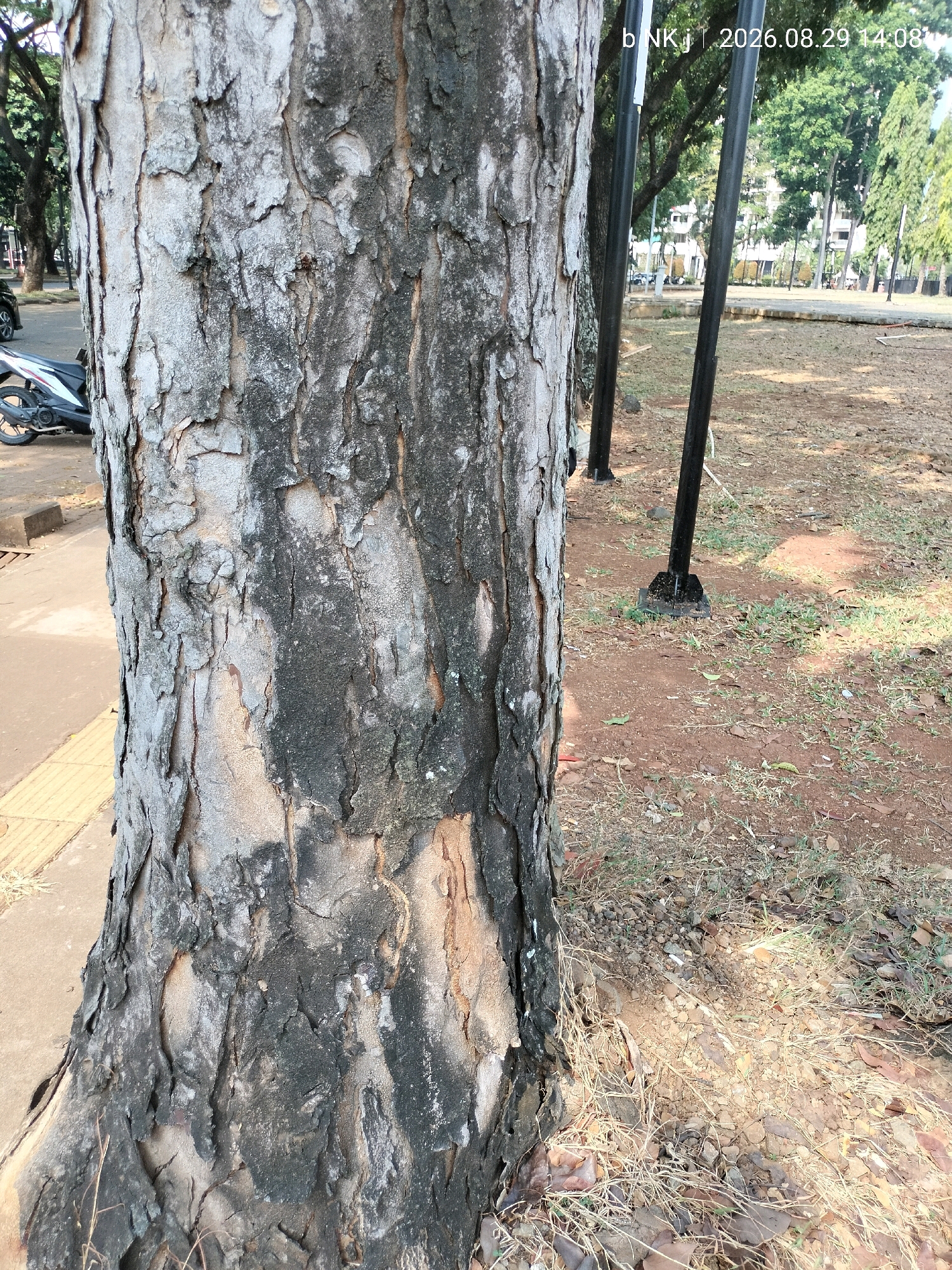 The image shows a close-up of the textured bark of a tree trunk in an outdoor urban setting, likely a park or public space. The bark is rough and appears to be a mix of light gray and dark gray, with some areas showing exposed lighter wood. To the left of the tree trunk, a sidewalk and a portion of a yellow-tiled pedestrian path are visible, along with a motorcycle parked on the side of the road. In the background, two black metal poles are prominent, and beyond them, a park-like area with scattered trees, grass, and some buildings can be seen. The timestamp "b NK j | 2026.08.29 14:08" is overlaid on the image, indicating the date and time of capture. The ground around the base of the tree is covered in dry leaves and dirt. The overall scene depicts a typical urban environment in Central Jakarta, Indonesia, with elements of nature and infrastructure coexisting.
