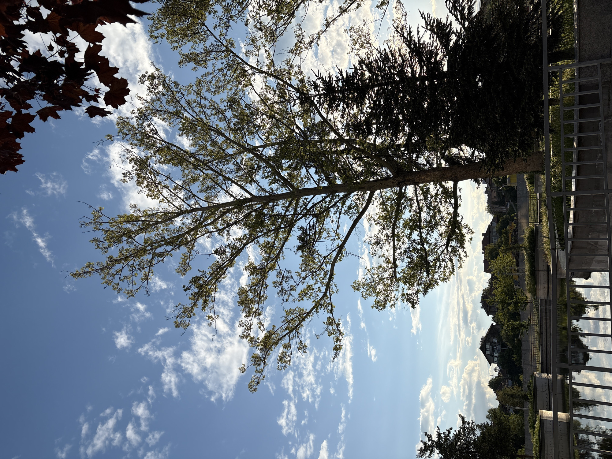 The image presents an upward view toward the sky, partially obscured by trees. A tree with light green leaves and bare branches dominates the center of the frame. Adjacent to it is a darker, conifer-type tree on the right side. The sky is blue with scattered white clouds. Buildings and vegetation can be seen in the background, near what appears to be a waterway or body of water reflecting the sky and the buildings. A fence is visible on the right edge of the frame. The location appears to be an outdoor area within the city of Panagyurishte, Bulgaria. A tree with red leaves is visible on the left side of the frame.