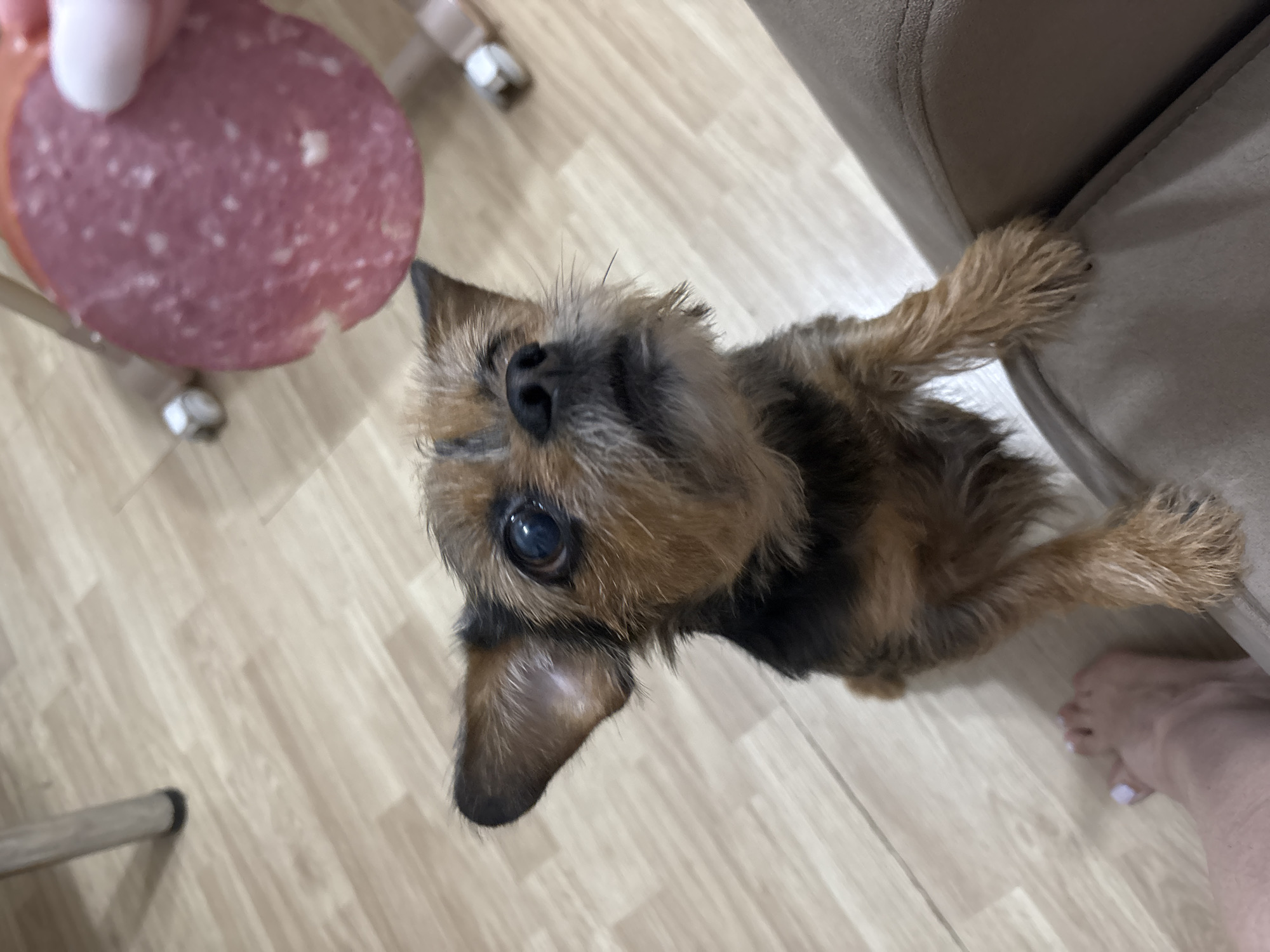 A small, brown and black terrier-type dog is looking up, seemingly at a slice of salami being held above its head. The dog is standing on a light-colored wooden floor. Part of a chair is visible on the left side of the image, and part of a sofa is on the right. A person's foot is visible near the sofa. The dog is centered in the image and in focus. The location is not discernible from the image.