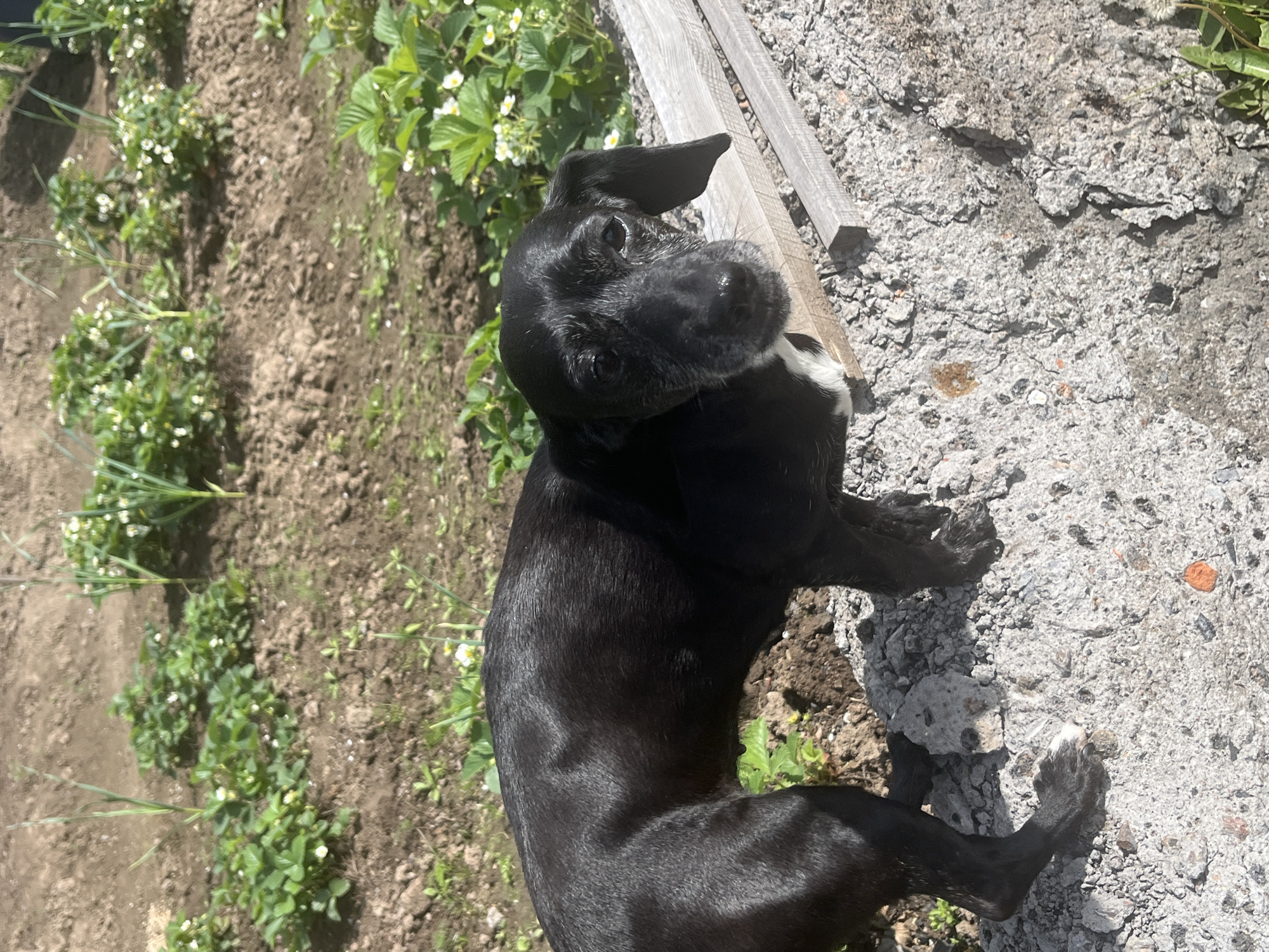A medium-sized black dog with some white markings lies on a gray, cracked concrete surface. To the left of the concrete is a garden plot with rows of plants, possibly strawberries and onions. A wooden plank is partially visible between the dog and the concrete. The dog appears to be looking up towards the camera. The specific location within Nizhny Tagil, Russia, cannot be determined from the provided image.