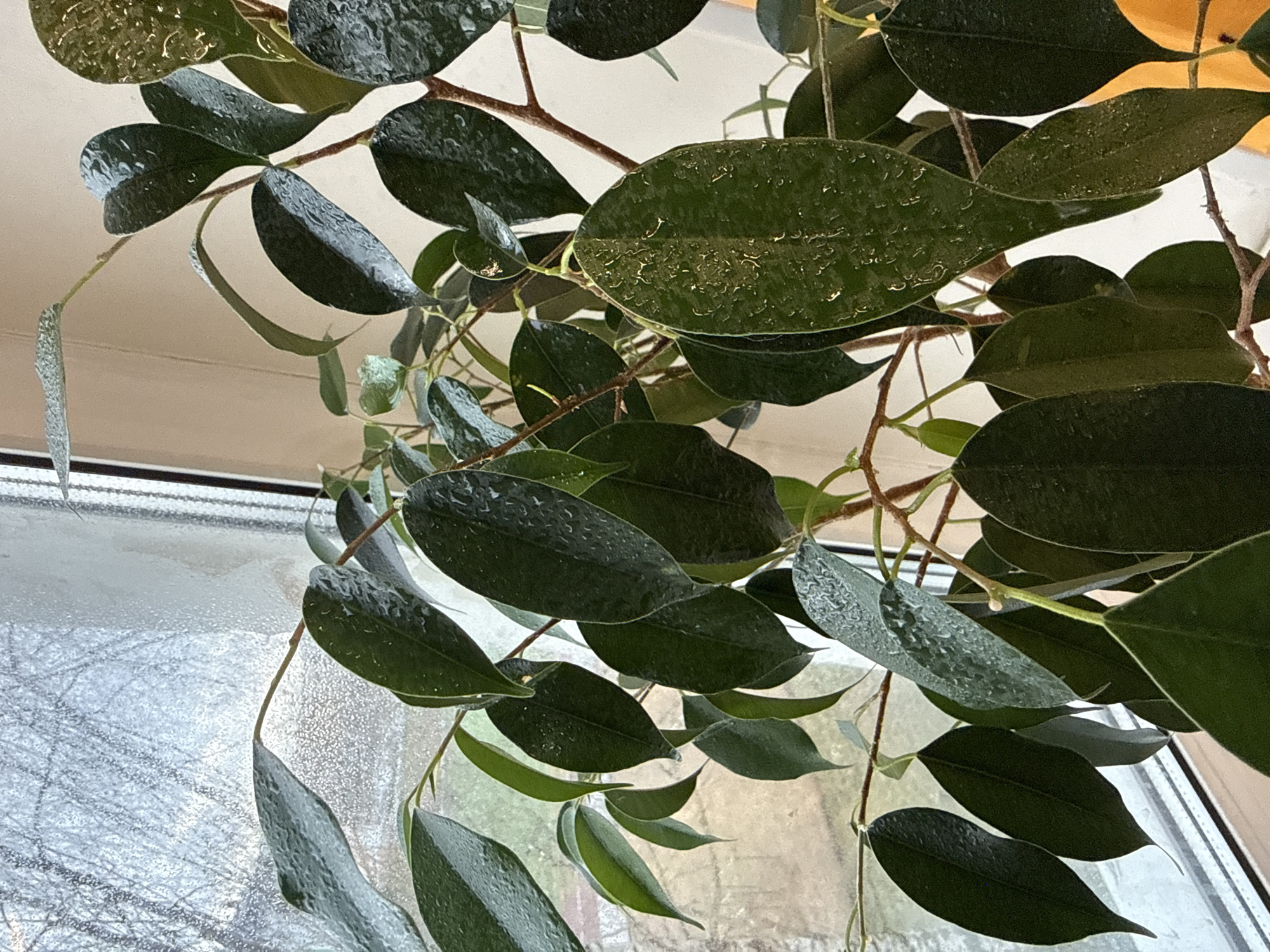 The image depicts a plant with green, shiny leaves. Water droplets are visible on the leaves. The plant appears to be hanging near a window. Outside the window, the scene is blurry, potentially due to frost or condensation. The exact location in Chaikovsky, Russia, cannot be determined with certainty, as the image primarily focuses on the plant and the immediate view outside the window. There are no visible people or indications of specific actions or interactions within the image.