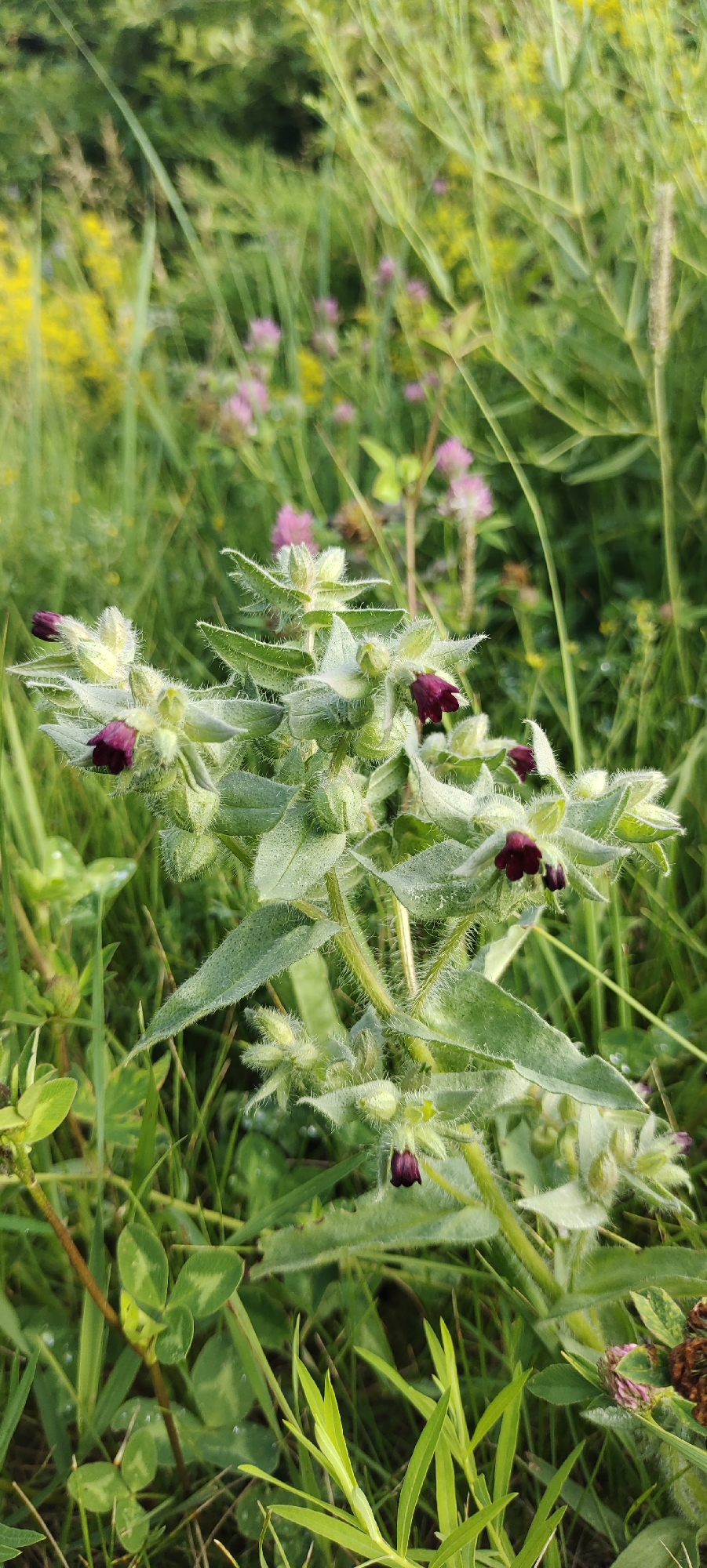 A close-up, vertical, outdoor photograph depicts a flowering plant with small, dark purple blossoms and fuzzy, light green leaves. The plant is situated in a grassy area with other vegetation, including pink and yellow wildflowers, in the background. The lighting suggests it is daytime, and dew drops are visible on some of the leaves, indicating recent moisture. The scene is natural and appears to be in a rural or park setting. The specific location in Bogdashkino, Russia, is noted.