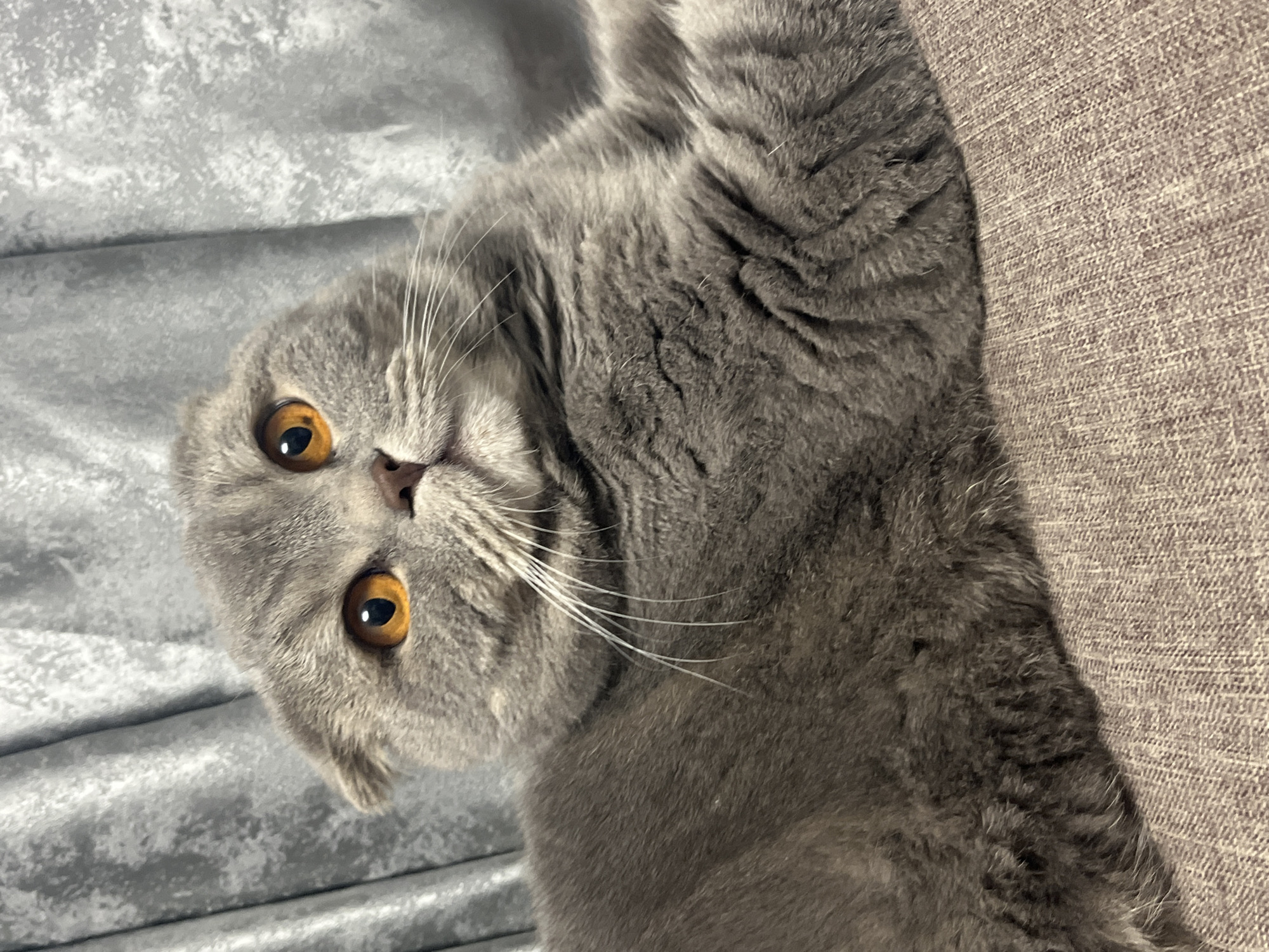 A Scottish Fold cat with gray fur and bright orange eyes is lying on a textured, brown surface. The cat is positioned in the lower right quadrant of the image, with its body extending out of frame to the right. Its head is turned towards the viewer, and its ears are folded downwards, characteristic of the breed. Behind the cat, a draped gray fabric with a subtle textured pattern serves as the background. The lighting in the image is soft, highlighting the cat's features and the textures of its fur and the background. The scene appears to be indoors, likely in a domestic setting. There is no indication of a specific location in Chaikovsky, Russia, or any interaction with people or other animals.