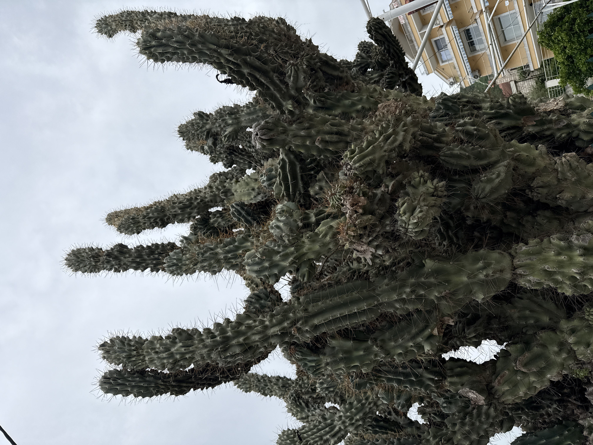 The image shows a large, mature cereus cactus in Đenovići, Montenegro. The cactus has numerous vertical stems with prominent ribs and spines. The sky is overcast. A yellow building is visible in the upper right corner.