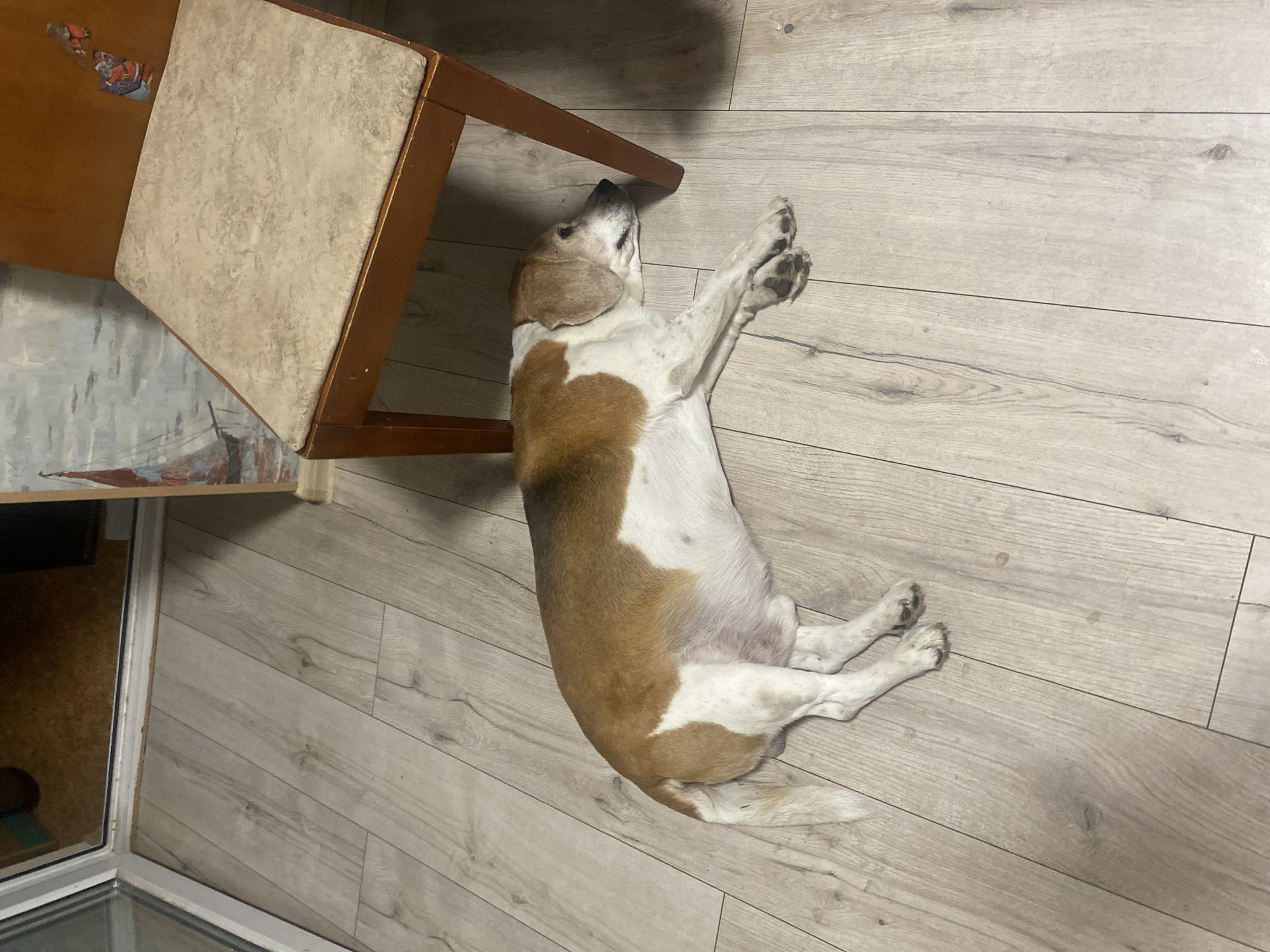 The image shows a dog lying on a wooden floor near a chair. The dog is a beagle mix with brown, white, and black markings. It is lying on its side with its head resting on the floor and its paws outstretched. The chair has a wooden frame and a beige upholstered seat. The floor is made of light-colored wooden planks. In the background, there is a wall with a painting of a sailboat. The scene appears to be indoors, possibly in a home. The provided location in the city of Chornomorsk, Ukraine, does not appear to be directly supported by visual evidence in the image, but the scene is consistent with an interior setting in a residential area.