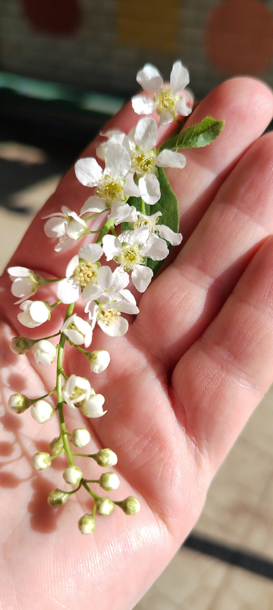 A close-up, natural light photograph captures a sprig of white flowers and buds held in a human hand. The hand, which appears to belong to an adult, is slightly pink with visible lines and textures. The sprig features small, clustered white flowers with yellow centers, interspersed with unopened flower buds. A single green leaf is visible among the flowers. The background is blurred, suggesting an outdoor setting. While the location is alleged to be in the city of Chaikovsky, Russia, this cannot be verified from the visual information alone.