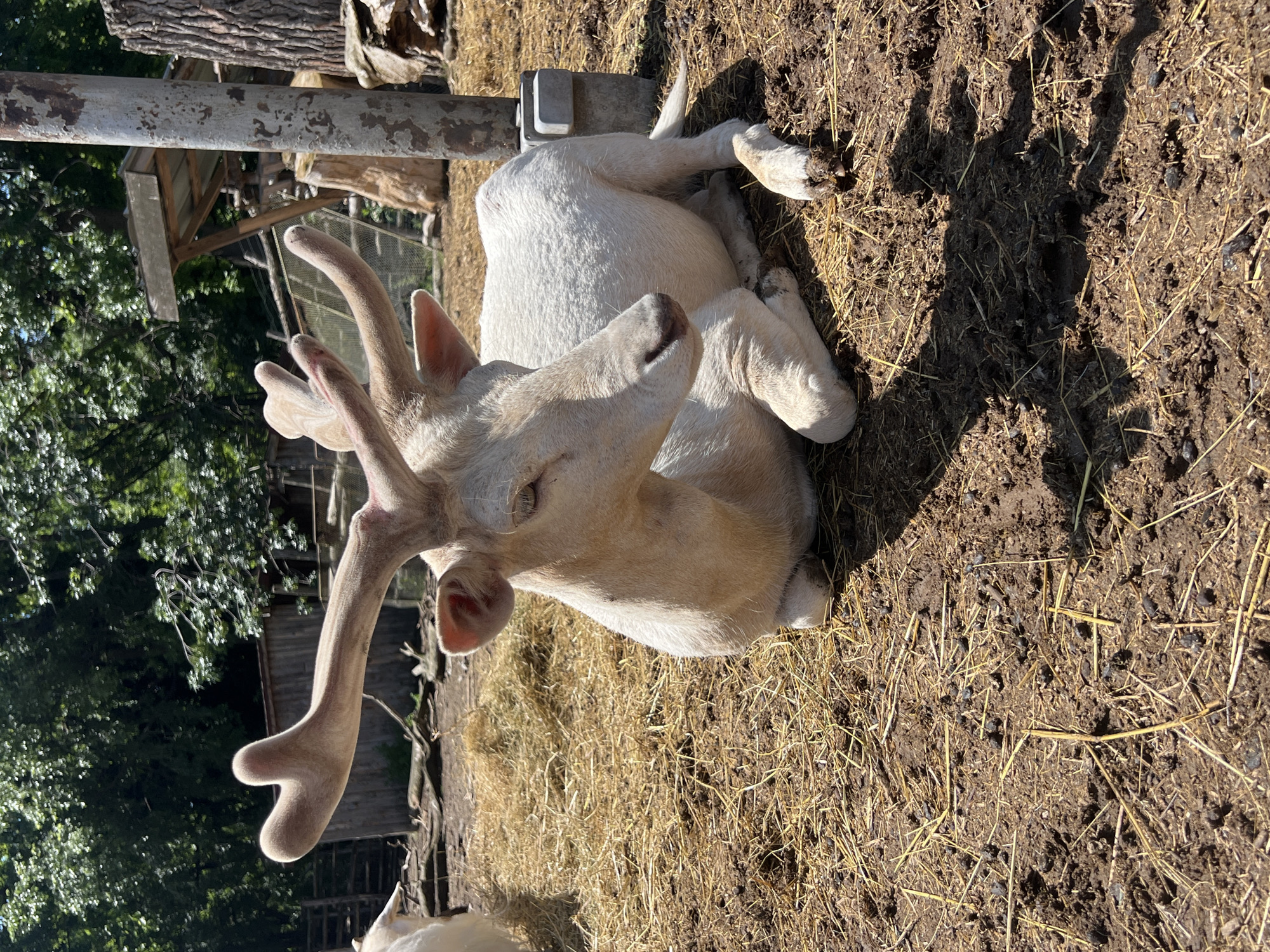 An albino or leucistic deer with developing velvet antlers is the central subject of the image, seen lying down on a patch of dirt and dry straw. The deer is light cream to white in color, with prominent, velvety antlers curving upwards and outwards from its head. Its eyes appear partially closed, suggesting a state of rest or relaxation.
The deer occupies the majority of the frame, positioned on the right side, facing towards the left. Strong sunlight casts distinct shadows, indicating a bright, sunny day, likely morning or afternoon. The ground beneath the deer is a mix of dark earth and scattered dry hay or straw.
In the background, lush green trees are visible, providing a natural backdrop. There are also hints of human-made structures, including what appears to be a wooden fence or shelter and a horizontal metal bar, suggesting an enclosure. These elements imply the setting is likely a wildlife park, zoo, or a similar managed animal habitat in Varna, Bulgaria. No text is visible in the image.