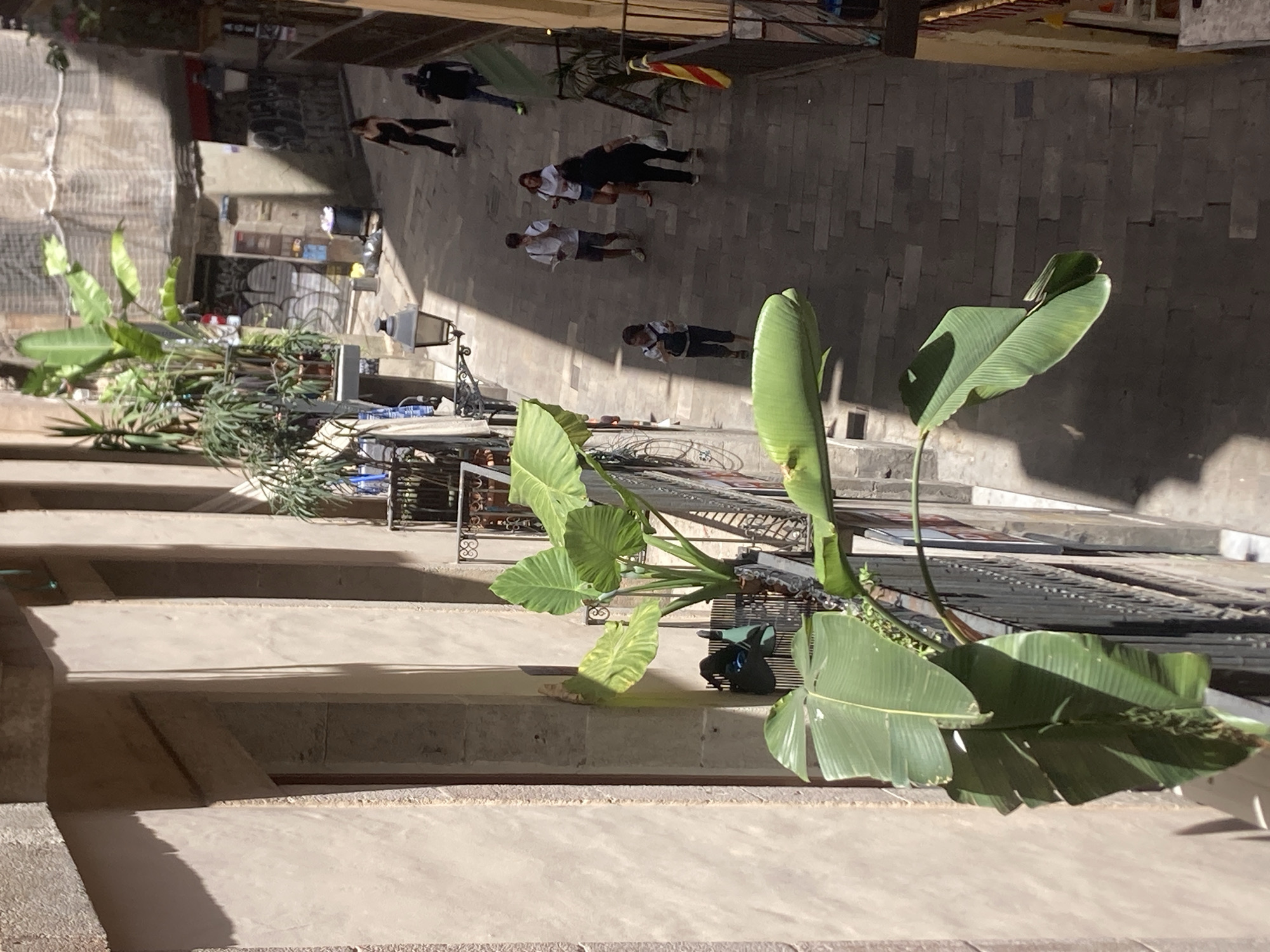 This image captures a sun-drenched, narrow street in Barcelona, Spain, viewed from above. The scene is bustling with pedestrian activity. Several people are walking along the cobblestone street, some are dressed casually in t-shirts and shorts, while others appear to be tourists with backpacks. A prominent element in the foreground is a large, lush plant with broad green leaves, casting shadows on the steps below.
The time of day is clearly daytime, as indicated by the strong sunlight and distinct shadows. The weather appears to be pleasant and warm, suitable for outdoor activities. The architecture of the buildings lining the street suggests an urban European setting, with stone facades and balconies. In the background, a striped banner or flag is visible, adding a splash of color to the scene.
The image is taken from a high vantage point, possibly a balcony or window overlooking the street. This perspective offers a wide view of the activity below, emphasizing the daily rhythm of the city. The overall mood is one of everyday life unfolding in a picturesque, urban environment. No visible text is discernible in the image.
