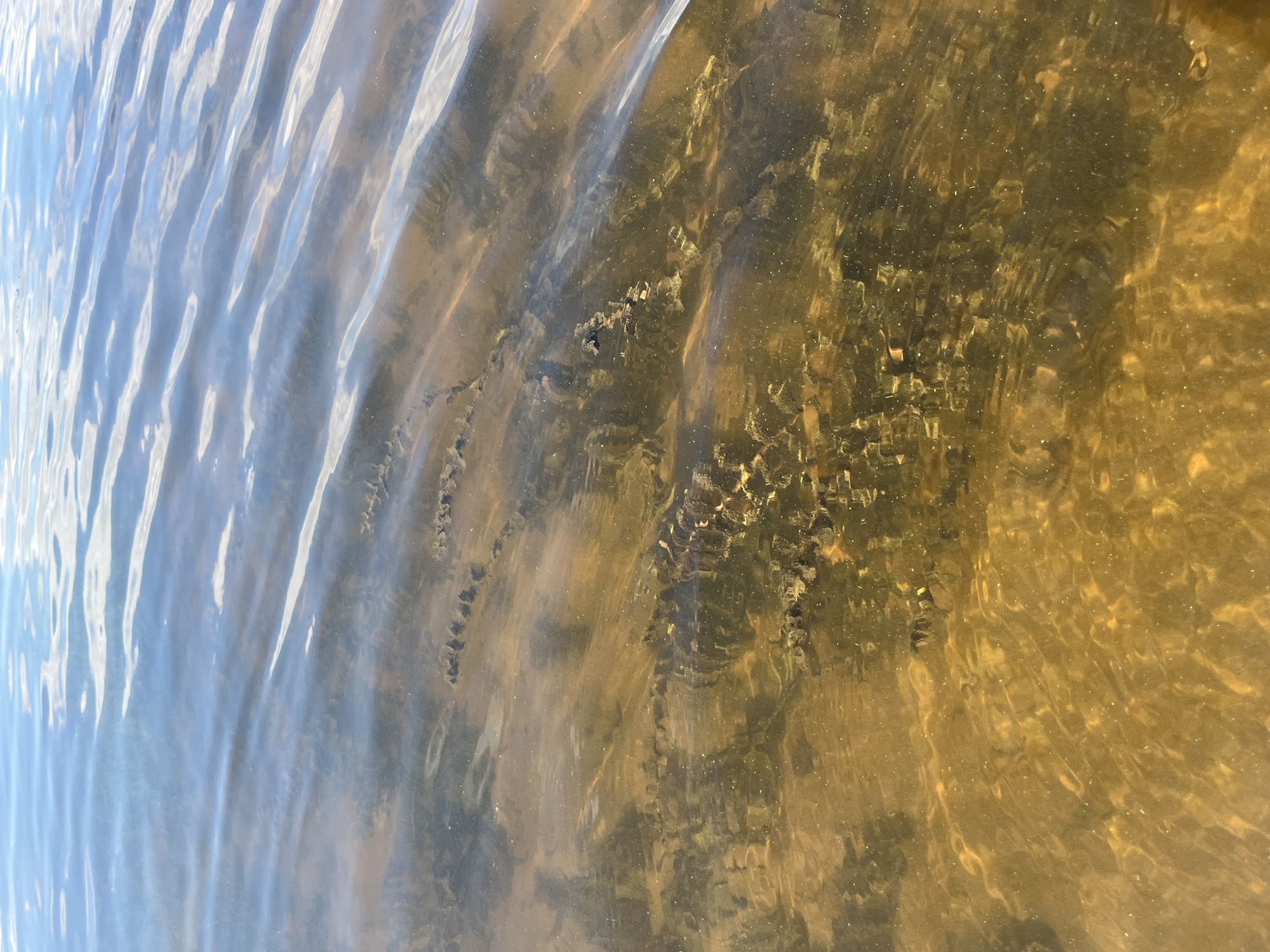 This image shows a shallow body of water with a sandy bottom, possibly a river or lake. The water is clear enough to see submerged aquatic vegetation and what appear to be small rocks or sediment formations. The surface of the water is rippled, reflecting the blue sky and sunlight. There are no people or animals visible in the image. The location is identified as Shumeika, Russia.