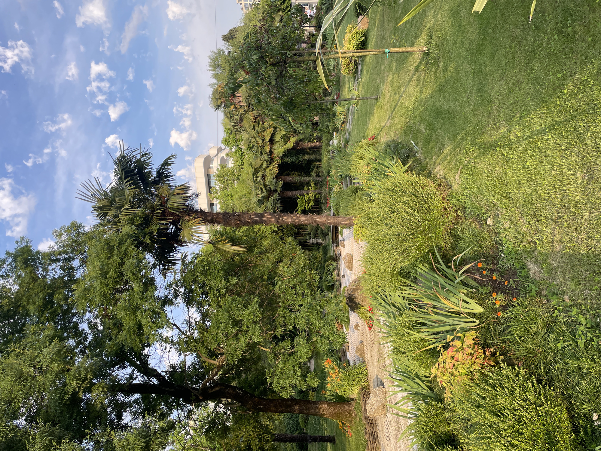 The image depicts a lush garden bathed in the warm glow of late afternoon sun, likely in Sochi, Russia. The scene is dominated by a variety of greenery, with a prominent palm tree in the foreground to the left, its fronds reaching towards a bright blue sky dotted with fluffy white clouds. Adjacent to the palm is a mature, leafy deciduous tree, its branches creating a dappled shade on the meticulously manicured lawn.
A winding pathway, constructed of stone slabs, meanders through the garden, bordered by a rich tapestry of flowering plants and shrubs. Small, vibrant orange flowers are scattered amongst the foliage, adding pops of color to the verdant landscape. In the background, a modern, white building with large windows peeks through the trees, suggesting an urban or resort setting. The overall impression is one of tranquility and natural beauty, with the setting sun casting long shadows and highlighting the textures of the plants and grass. No people or specific activities are visible, and there is no visible text in the image.