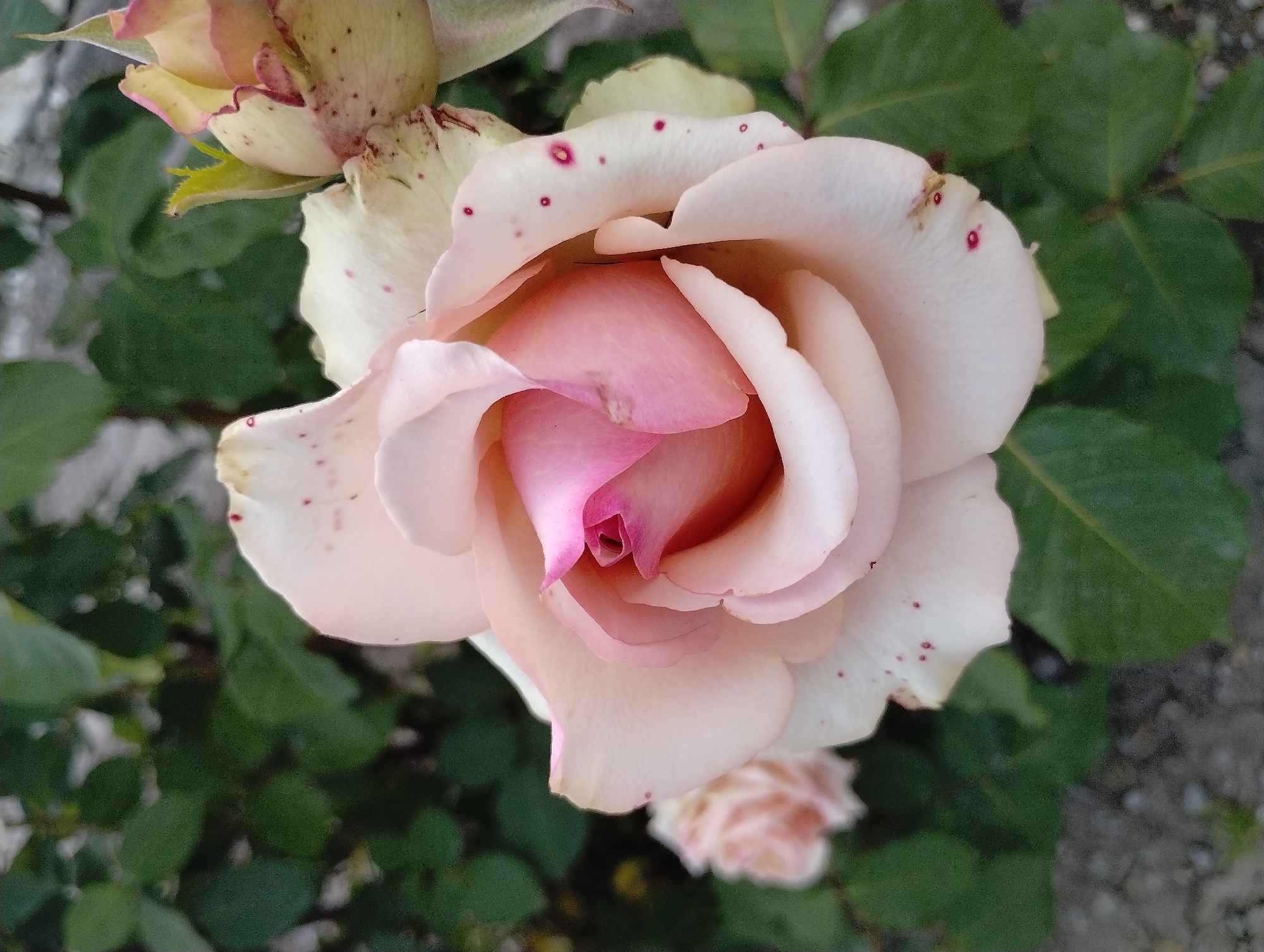 Close-up of a light pink rose in bloom. The petals have small red spots. Green leaves are visible in the background. Another rose bud is visible slightly out of focus at the bottom of the frame. The image suggests an outdoor setting, possibly a garden or park. Location is not discernible.