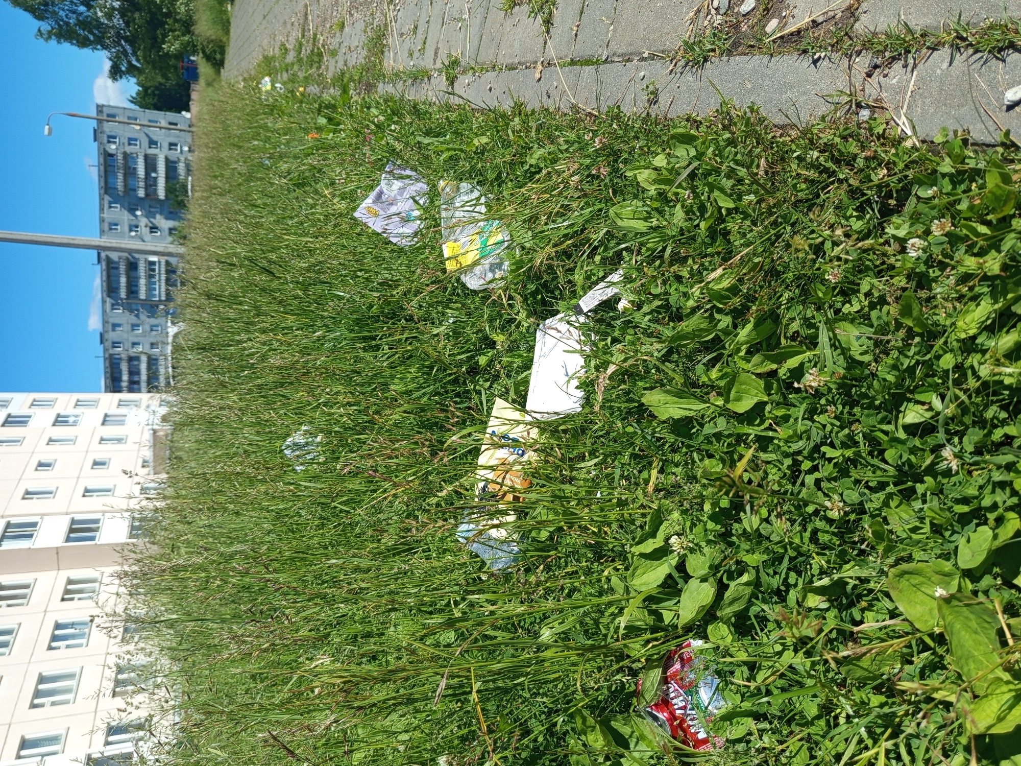 The image depicts an outdoor scene in Gdov, Russia, characterized by overgrown green grass and scattered litter. In the background, two apartment buildings are visible; one is a light-colored, multi-story building with many windows, and the other is a darker, more weathered structure with balconies. A paved walkway runs along the right side of the frame, bordered by the tall grass.
The grass is densely packed and appears unkempt, with various types of plants, including some with clover-like leaves and small white flowers. Interspersed within the grass are several pieces of litter. These include plastic bottles, crumpled paper or plastic packaging, and a red and white colored can or wrapper. The litter is predominantly located near the paved walkway and closer to the foreground of the image. The lighting suggests it is a bright, sunny day. No people are visible in the image. The overall impression is one of a public space that has not been recently maintained, with a noticeable accumulation of refuse.