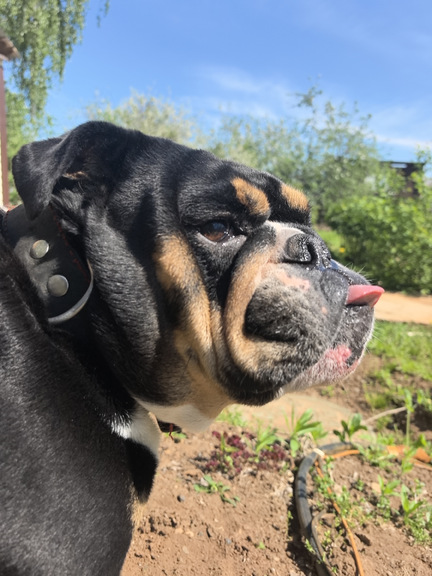 A medium shot shows the head and partial body of a black and brown bulldog dog. The dog is in profile facing right with its tongue slightly protruding. It has a black leather collar with two silver buttons. The background is a somewhat blurry outdoor scene with grass, greenery, trees, and a blue sky. A partial building is visible in the top left of the frame. The ground is dirt with some grass and small plants. The location is Noviy, Russia.