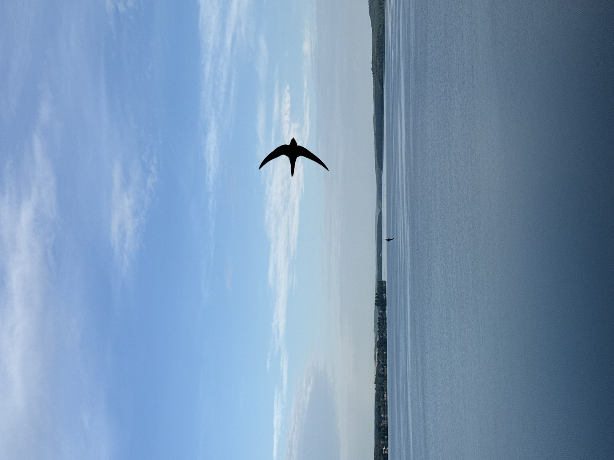 A swift is captured in silhouette mid-flight over a calm, blue body of water, likely a lake or reservoir, on a clear day with scattered white clouds in the sky. The swift is positioned in the upper right quadrant of the image, its wings outstretched in a distinctive 'Y' shape. In the distance, across the water, a thin strip of land is visible, featuring a line of trees and a small settlement with buildings and houses. The distant horizon is also lined with a darker band of trees. The water itself appears smooth with very subtle ripples. The overall scene conveys a sense of open space and natural beauty. This image appears to have been taken from a high vantage point, looking out over the water. This scene is consistent with the landscape surrounding Votkinsk, Russia, known for its picturesque bodies of water and natural surroundings.