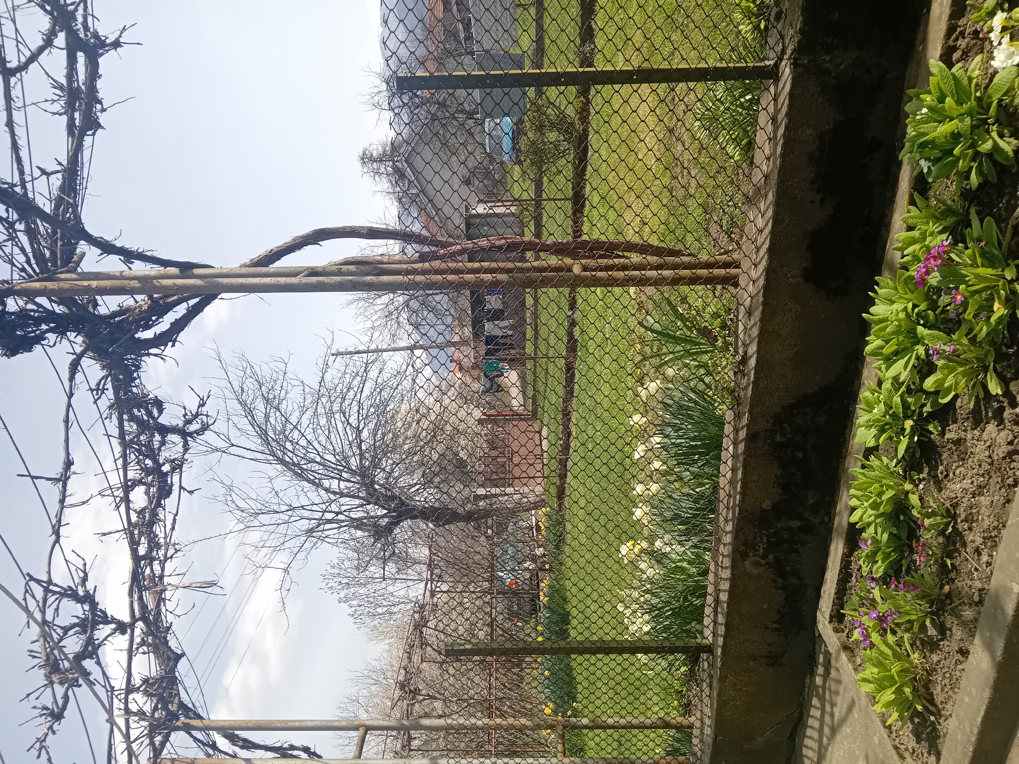 The scene captures a garden, with a focus on a boundary defined by a chain-link fence and a concrete planter. The planter is filled with flowering plants, their green foliage punctuated by blooms of purple and white. Behind the fence, a well-maintained lawn extends into the background, where a glimpse of a building is visible. In the foreground, a skeletal framework of a vine supports dried branches, possibly from a grape or similar climbing plant. Bare trees are interspersed within the landscape. The setting appears to be a residential area, but the specific location (city and region) are not discernible from the image.