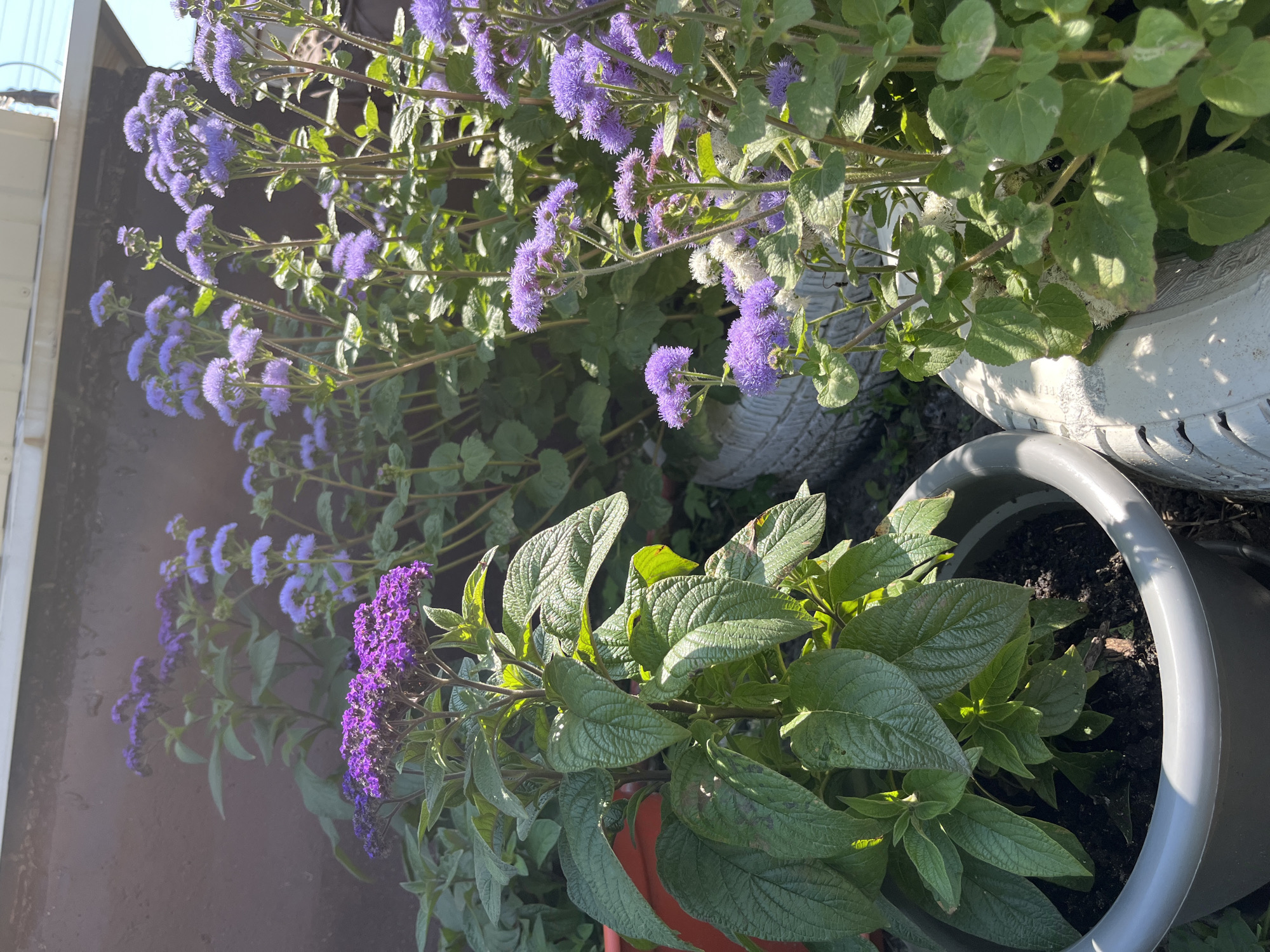 The image shows a close-up view of a garden area with various plants. In the foreground, a large gray pot contains a plant with vibrant purple flower clusters and large green leaves. To the right of this pot, another plant with smaller, fuzzy purple flowers is visible, growing in what appears to be a repurposed tire. In the background, more plants with similar purple flowers and lush green foliage are seen against a dark brown wall. The overall impression is one of a cultivated outdoor space, likely a backyard or balcony garden, given the use of pots and repurposed materials. There are no people or animals visible in the image. The lighting suggests it is daytime, with sunlight casting shadows. No specific landmarks or features indicate the precise location within Saratov, Russia, beyond it being an outdoor, urban or suburban garden setting.
