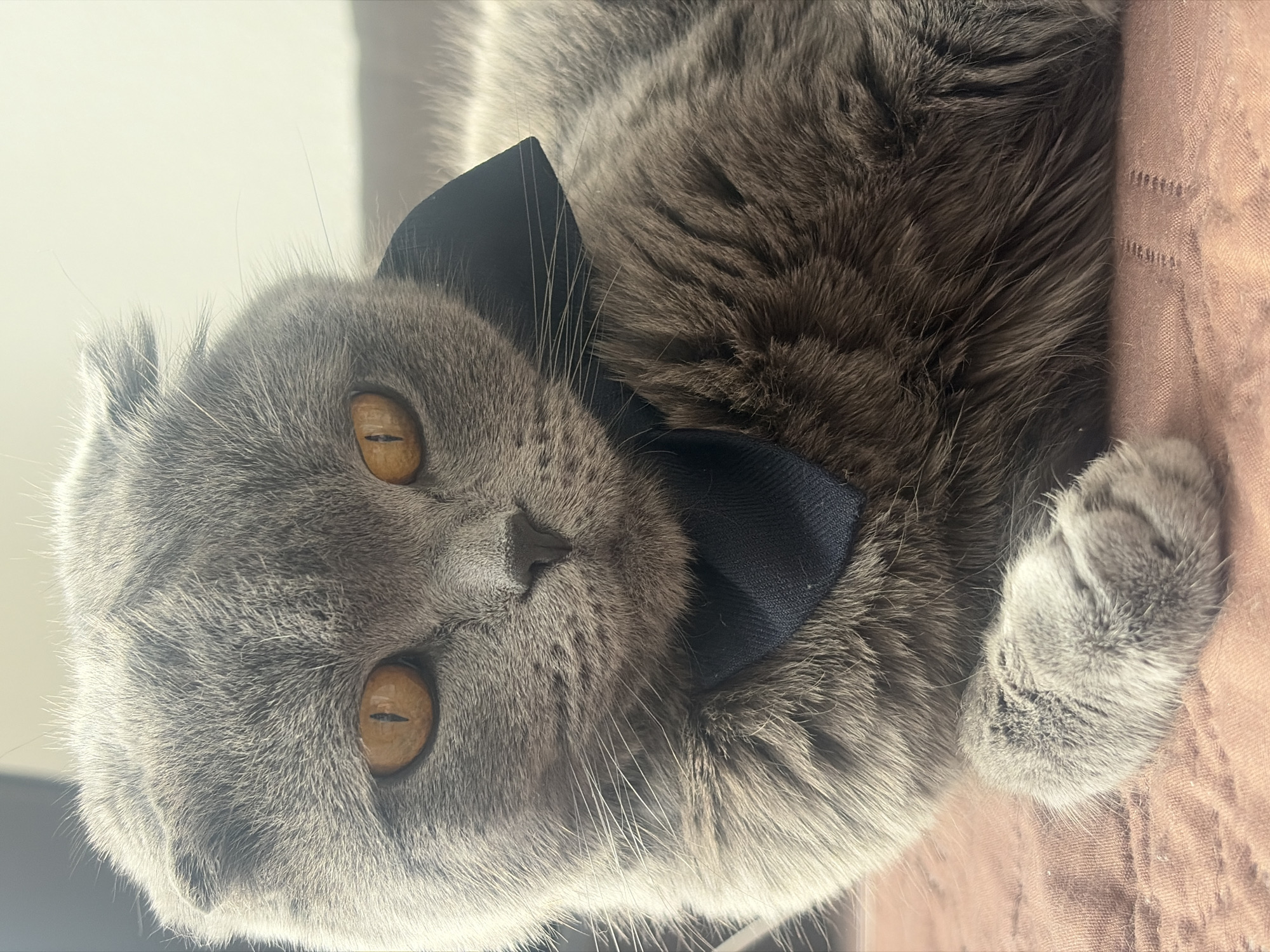 A close-up, medium-shot, eye-level photograph captures a gray Scottish Fold cat wearing a dark blue collar. The cat is lying on a peach-colored textured surface, possibly fabric. The cat's amber eyes are open and focused towards the camera. The location cannot be discerned as Saint Petersburg, Russia from the image alone.