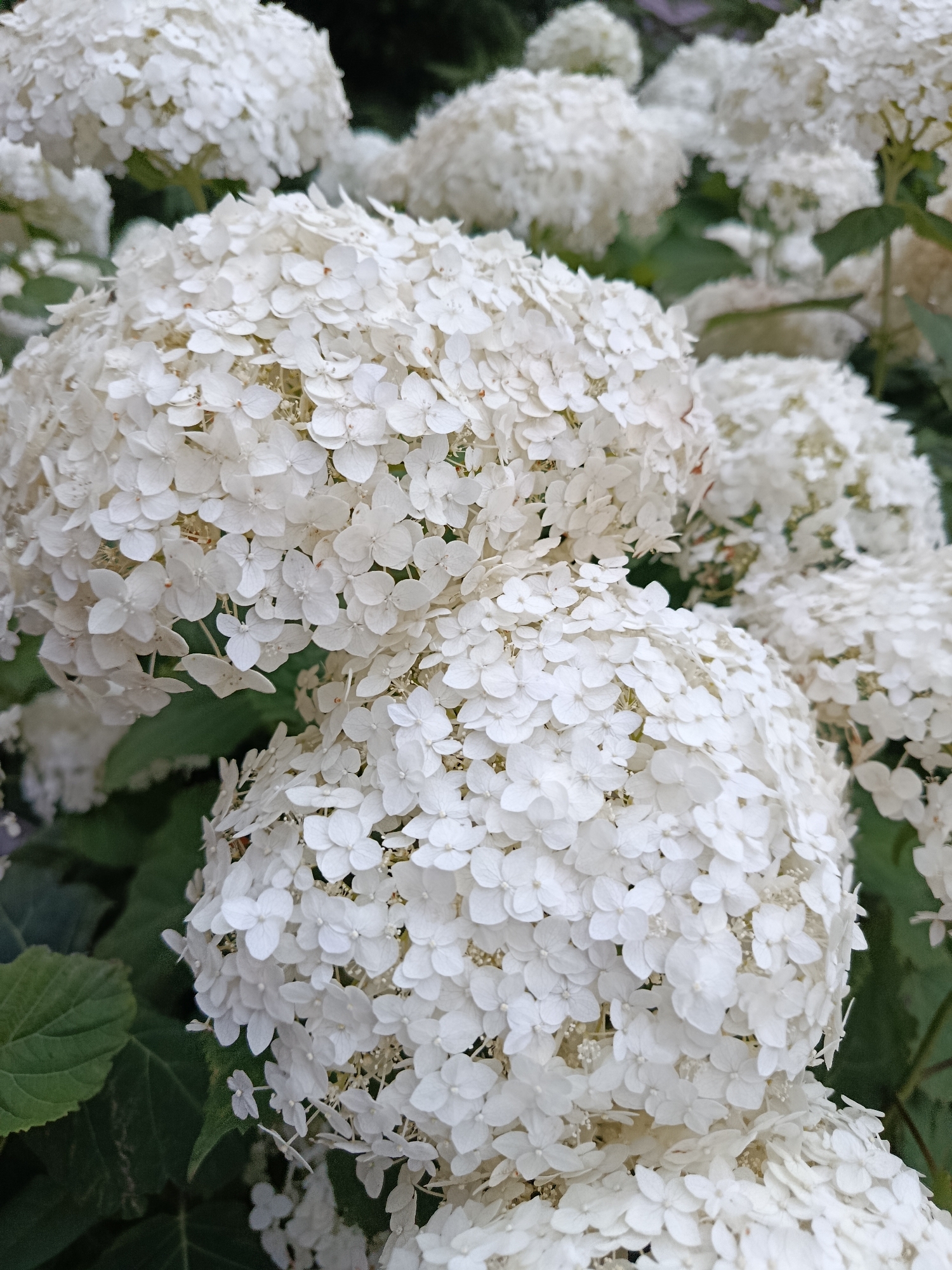 This is a close-up, vertical shot of white hydrangeas in bloom, with their spherical flower heads filling the frame. The background is blurred, showing hints of green foliage and other white hydrangea clusters, suggesting a garden setting. There are no people or animals visible. The image does not provide any information that would indicate its location in Svietlahorsk, Belarus.