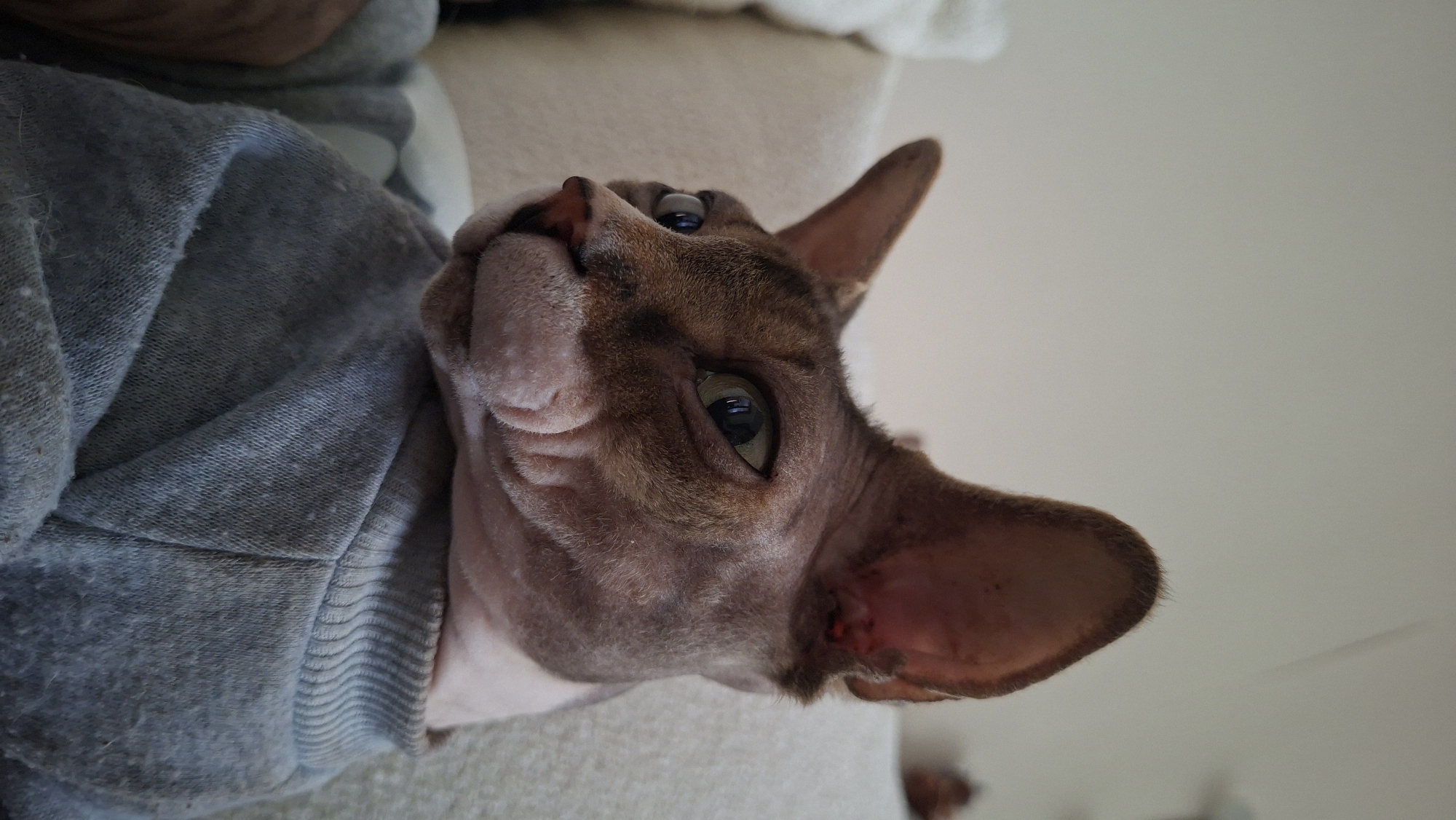 A Sphynx cat wearing a grey sweatshirt is pictured in a close-up, profile view. The cat's head is turned to the left, with its large ears pointed upwards and its green eyes looking forward. Its pink nose and muzzle are prominent, with visible wrinkles on its cheeks. The cat is sitting on a couch, with a light-colored wall and cushion visible in the background. The scene appears to be indoors, possibly in a home. No information about the location in Myadzyel, Belarus is present in the image.