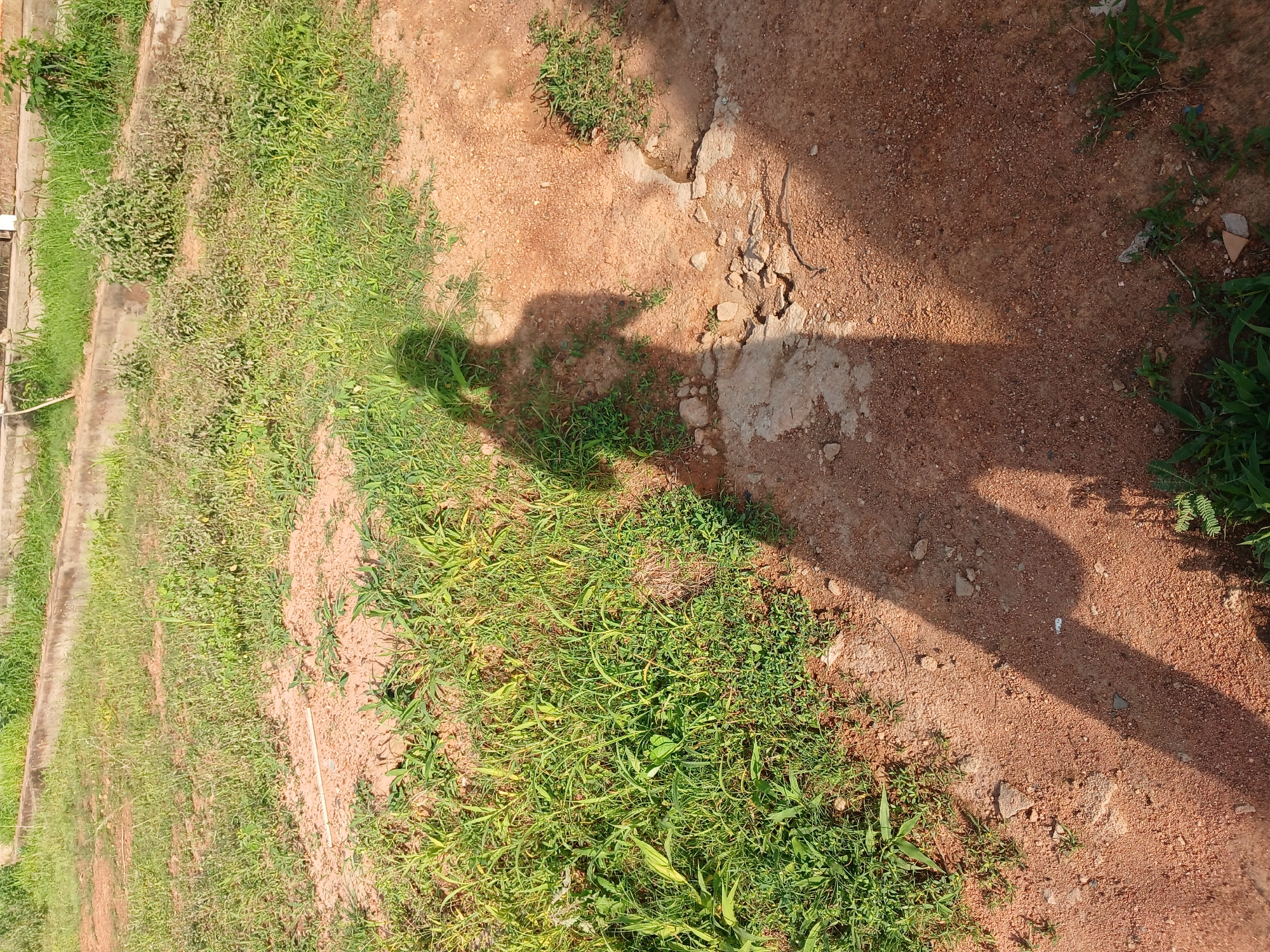 A shadow of a person stands on a patch of red dirt with sparse green grass and some concrete structures in the background. The shadow is elongated, suggesting it was taken during a time of day with strong sunlight. The environment appears to be an outdoor, possibly semi-urban or rural setting. The person's shadow indicates they are wearing clothing that casts a distinct silhouette. The ground is a mixture of soil, small stones, and patches of dried leaves. The concrete structures in the background are low and appear to be part of a retaining wall or border.