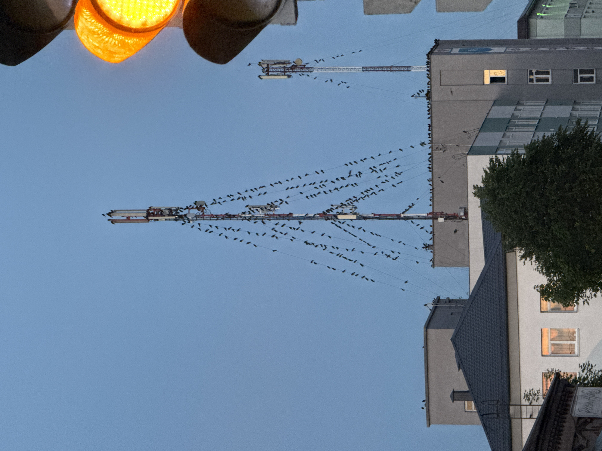 The image depicts a city scene in Cherven, Belarus, at dusk. A large group of birds is perched on utility wires and cell towers, creating a striking visual against the twilight sky. The cell towers, one taller than the other, are prominent structures. Buildings with windows, some illuminated, are visible in the foreground and midground. A traffic light with its orange signal illuminated is in the right foreground. The overall atmosphere is calm, with the natural gathering of birds contrasting with the man-made urban environment.