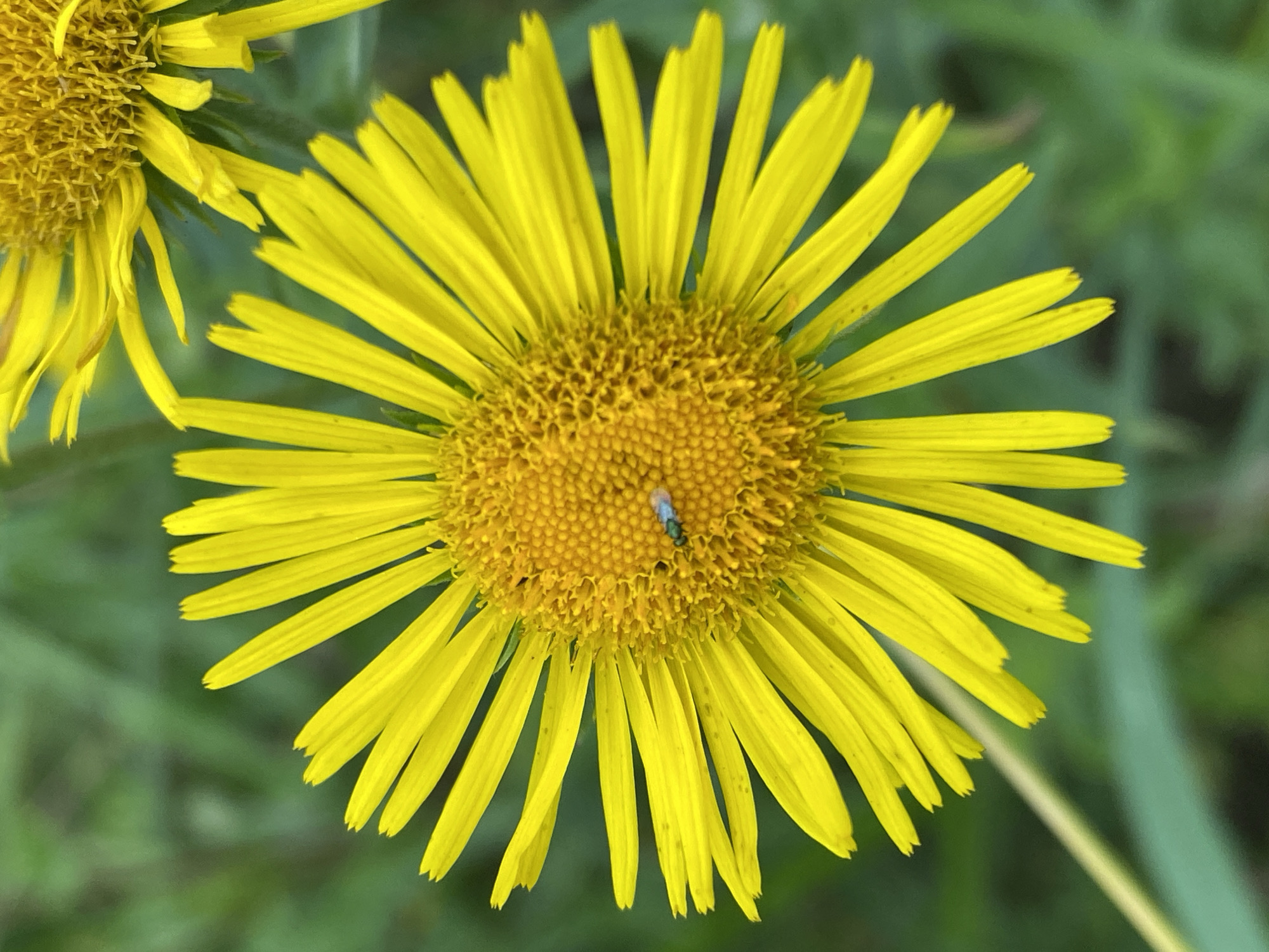 A close-up, top-down view captures a vibrant yellow flower, likely a variety of aster or daisy, with numerous slender petals radiating outwards from a textured, yellow-orange center. A small, iridescent blue and green insect is perched on the central disc of the flower. The background consists of blurred green foliage, suggesting an outdoor natural setting. There is no visible indication of the city of Novokuznetsk, Russia, or any other specific urban or geographical markers.