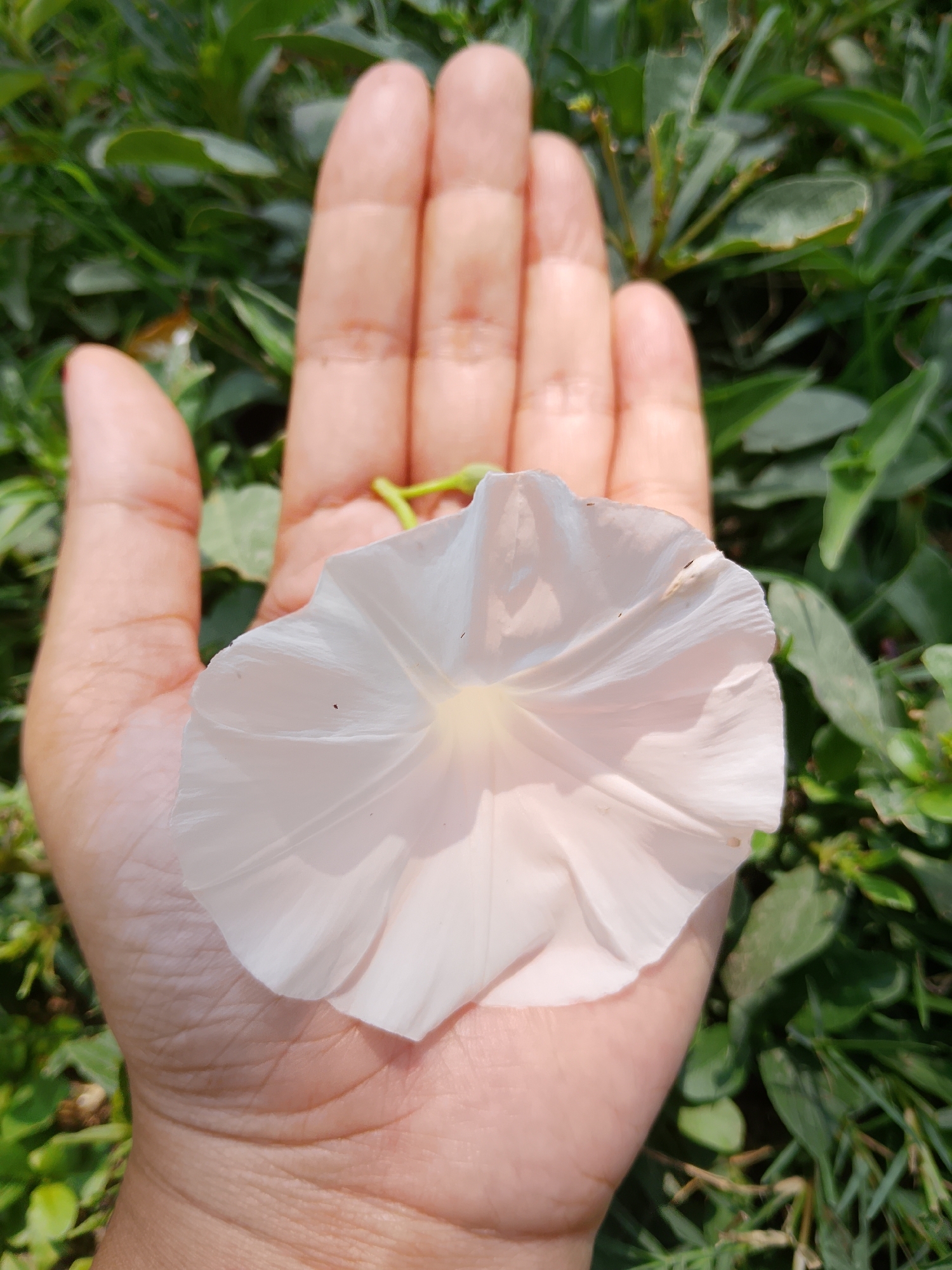 In Kasiman, Indonesia, a person's open palm rests against a backdrop of lush green foliage. A delicate, pale white flower, likely a morning glory, is gently cradled in the palm. The flower's petals are thin and slightly crinkled, with visible veins. The hand, with its natural lines and textures, is positioned so that the flower is the primary focus. The surrounding greenery, composed of various leaves and blades of grass, creates a natural and slightly out-of-focus environment, emphasizing the fragility and beauty of the flower and the gentle way it is being held.