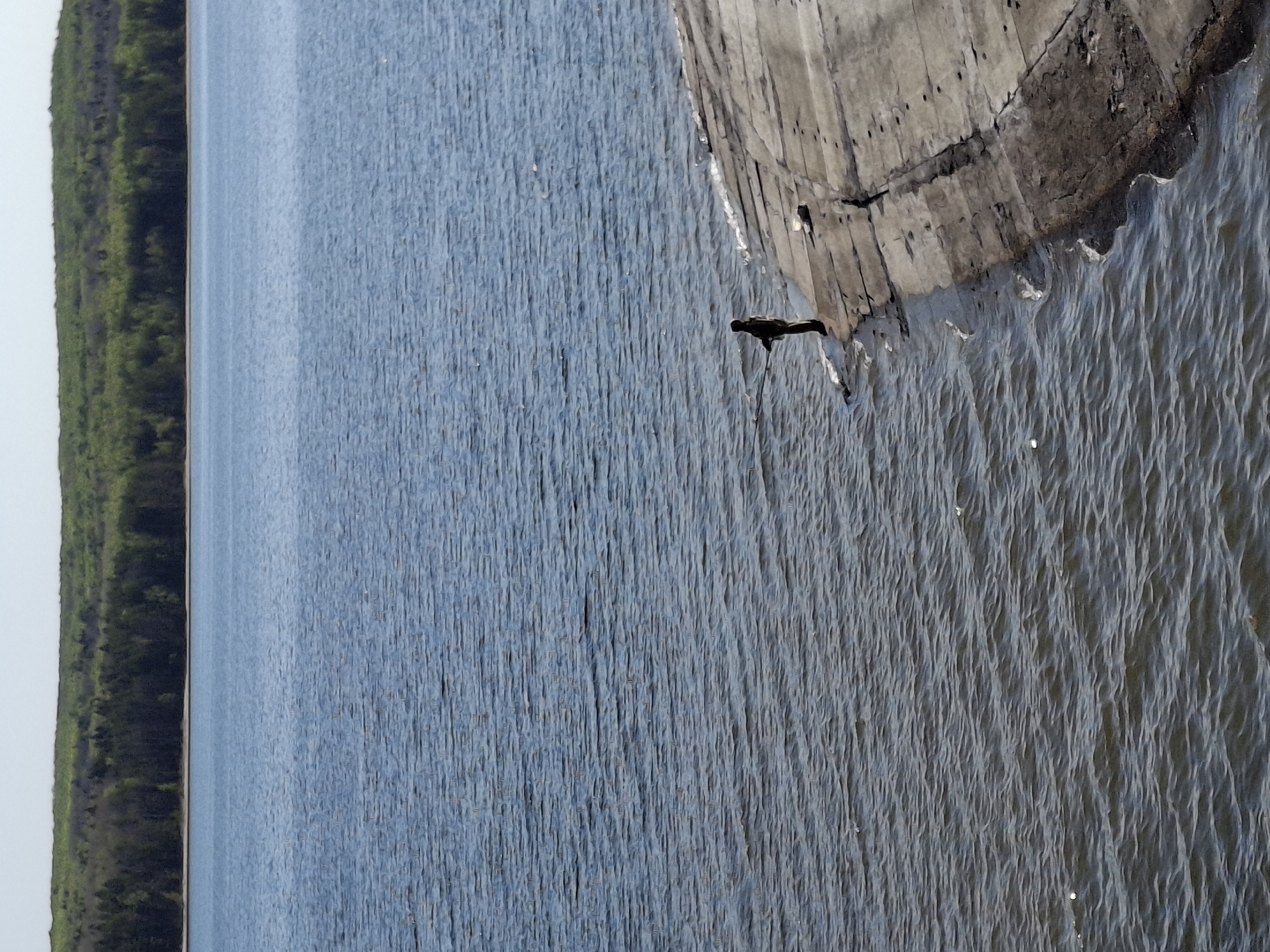 The image depicts a body of water, likely a river or lake, alongside a concrete or stone structure. The water's surface shows gentle ripples and reflections. On the left side of the image, there's a strip of land covered in green vegetation, presumably trees. A dark object, possibly a bird or a piece of debris, is perched on the edge of the concrete structure where it meets the water. The location is possibly the city of Chaikovsky, Russia.