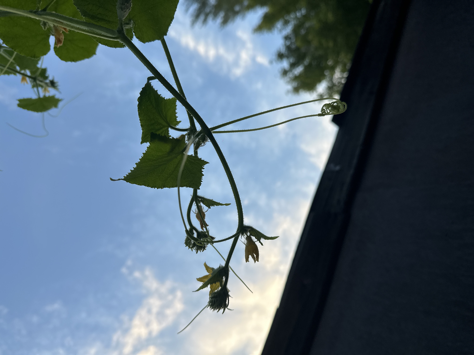 The image is an outdoor, low-angle shot of a cucumber vine with small yellow flowers and developing cucumbers against a blue sky with scattered white clouds. The vine has green leaves and tendrils, one of which is curled into a spiral. In the foreground, the dark, angled surface of what appears to be a roof or wall is visible, partially obscuring the lower part of the scene. Green foliage of trees is visible in the upper right background, out of focus. The lighting suggests it is either early morning or late afternoon. The location in Biysk, Russia is not discernible from the visual information provided.