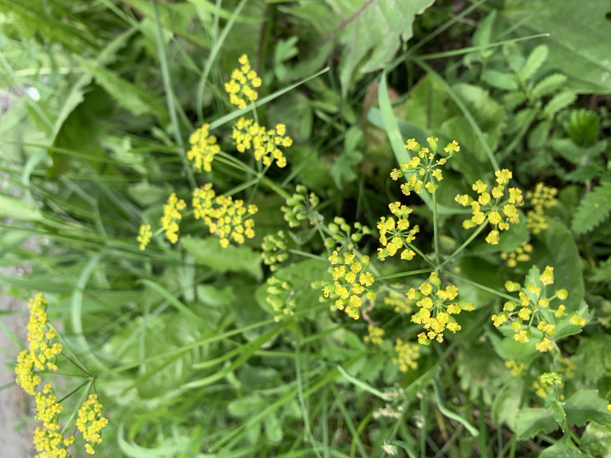 A close-up, eye-level shot captures a cluster of small yellow flowers with a green, leafy background in Prokopyevsk, Russia. The flowers are arranged in delicate, umbel-shaped clusters, with some appearing to be in bud stage and others fully bloomed. The greenery consists of tall, thin blades of grass and broader, dark green leaves, suggesting an outdoor, possibly uncultivated, environment. The lighting is natural and diffused, creating a soft focus effect throughout the image. No people or animals are visible, and there are no specific architectural elements or man-made objects to indicate a precise urban location within Prokopyevsk. The overall impression is one of a natural detail within a green space.