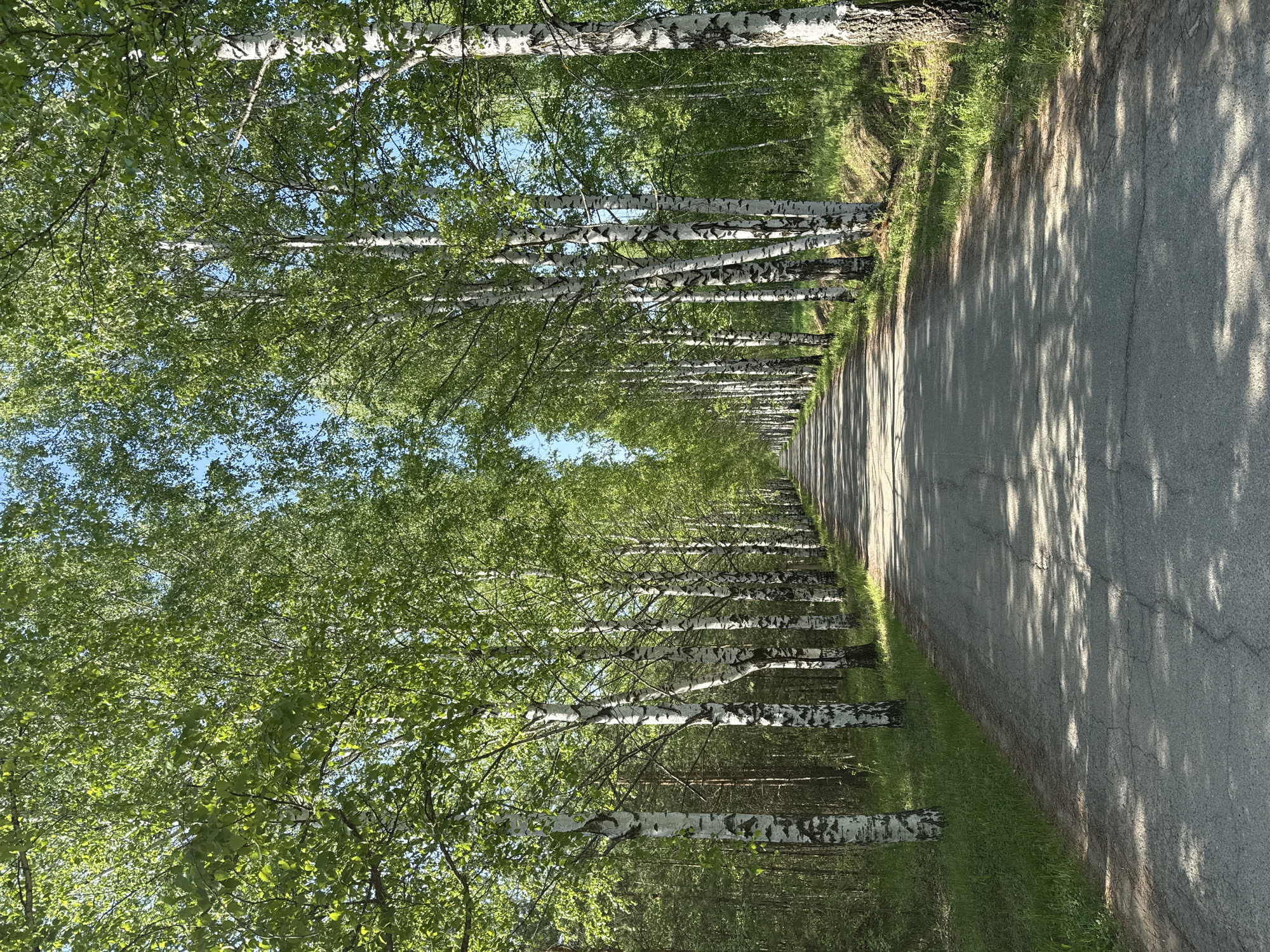 The image shows a straight asphalt road lined with birch trees on both sides, creating a tunnel-like effect. The trees are in full leaf, with green foliage casting shadows on the road surface. There is green grass growing on either side of the road. The location is Банное, Russia.