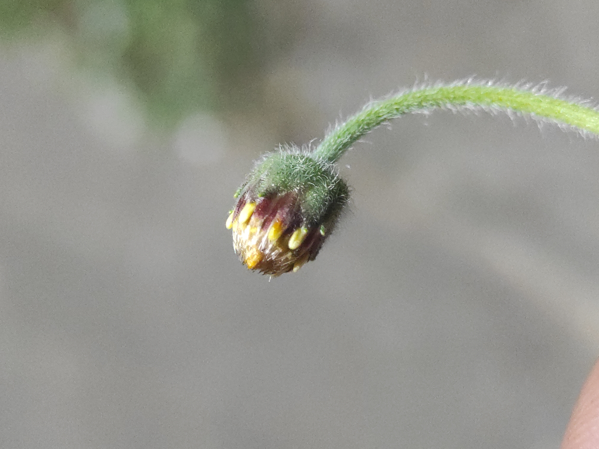 A close-up photograph captures a single flower bud in the early stages of opening. The bud is predominantly green and reddish-brown, encased in protective layers (calyx) that are densely covered with fine, white hairs. Small, vibrant yellow florets are visible, beginning to unfurl from the center of the bud. The slender stem, also green and covered in similar fine hairs, curves gently upwards towards the bud. The background is softly blurred into a neutral grey, with hints of green in the upper portion, suggesting an outdoor environment or garden. The image is taken during daylight hours. No specific activities are depicted beyond the natural development of the plant, and there is no visible text. The setting for this photograph is Lhokseumawe, Indonesia.