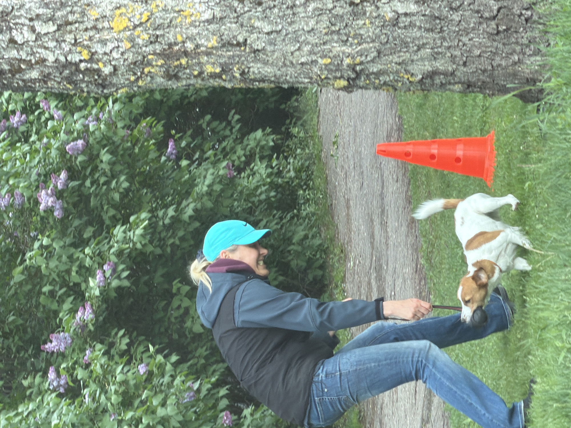 A woman in jeans and a blue cap, with a light blue and black jacket, is walking a brown and white dog on a leash. The dog has a black ball in its mouth. The woman is smiling. An orange traffic cone sits on the ground next to them. A tree is above them. A bush with purple flowers is behind the woman. A dirt path is to her right, and a grassy lawn is to the right of the path. The city is Riga, Latvia.