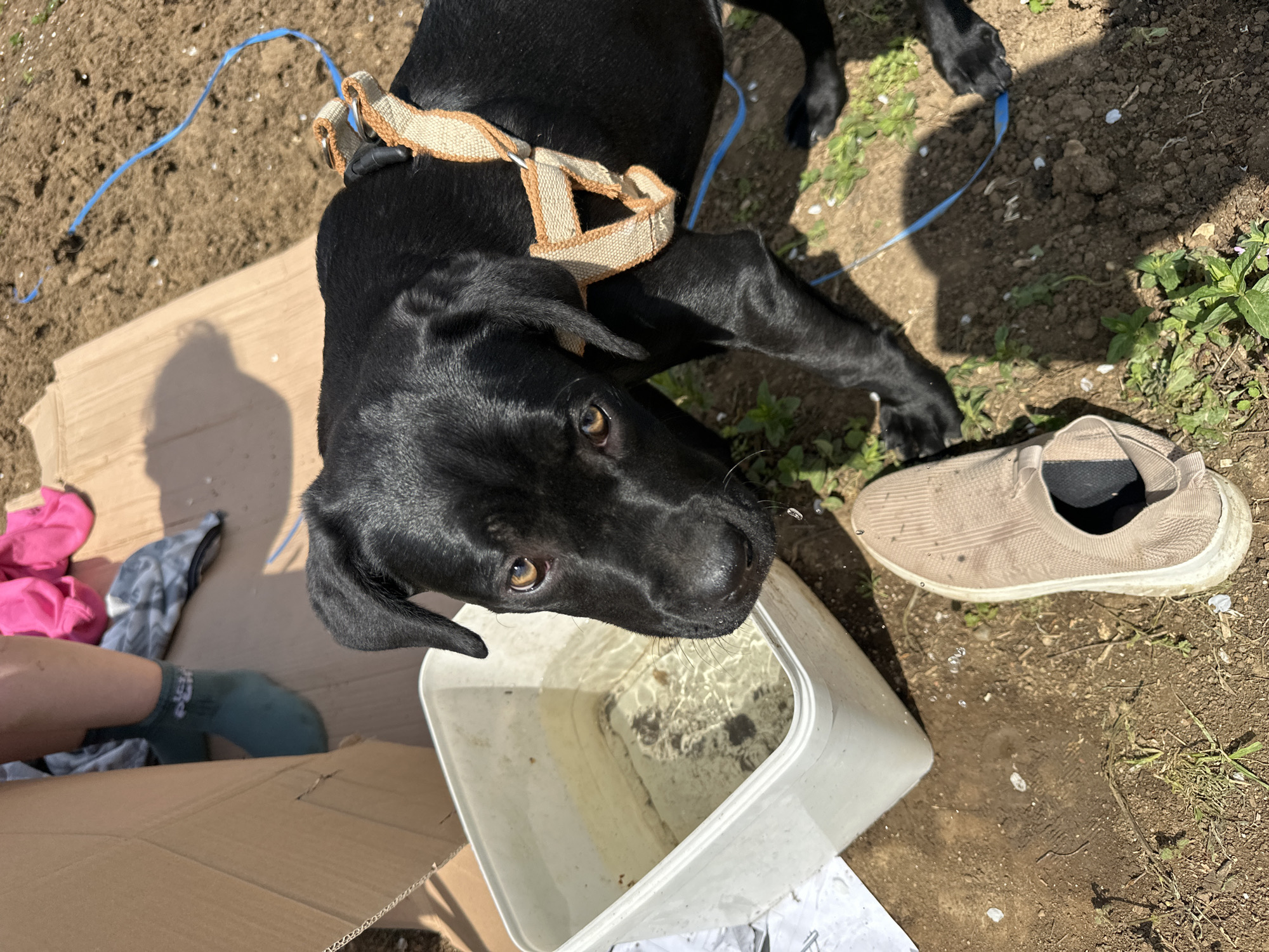 A black dog with a tan harness is drinking water from a square, white plastic bucket. The dog is positioned over the bucket and looks upward towards the camera. A pair of feet and legs are visible inside a cardboard box to the left. An old tan shoe sits on the ground to the right of the bucket. A blue leash runs from the dog’s harness to the background. The ground is dirt and grass. The location is outdoors, possibly Montana, Bulgaria.