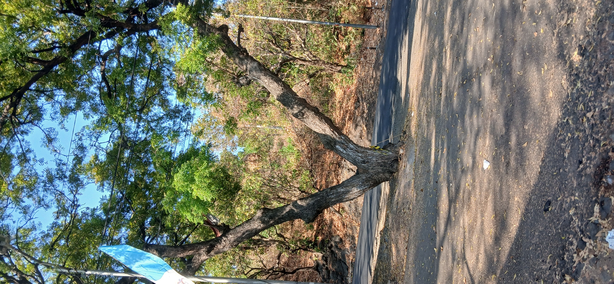 The image depicts a V-shaped tree growing beside a paved road in Banyuglugur, Indonesia. The tree has thick, gnarled branches and its trunk is split from the base. A light blue and white flag is partially visible on a pole to the left of the tree. The ground around the tree is covered with fallen leaves, and there is some scattered litter, including a white piece of paper. The road curves to the right and disappears into the background. The background consists of a dense forest with trees in various stages of foliage, some showing autumn colors. Sunlight filters through the leaves, casting shadows on the road. A street light is visible on the right side of the road.
